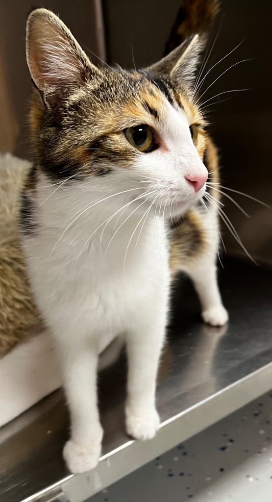 Enlarge April, a Adoptable mixed breed in Logan, UT image 2/2