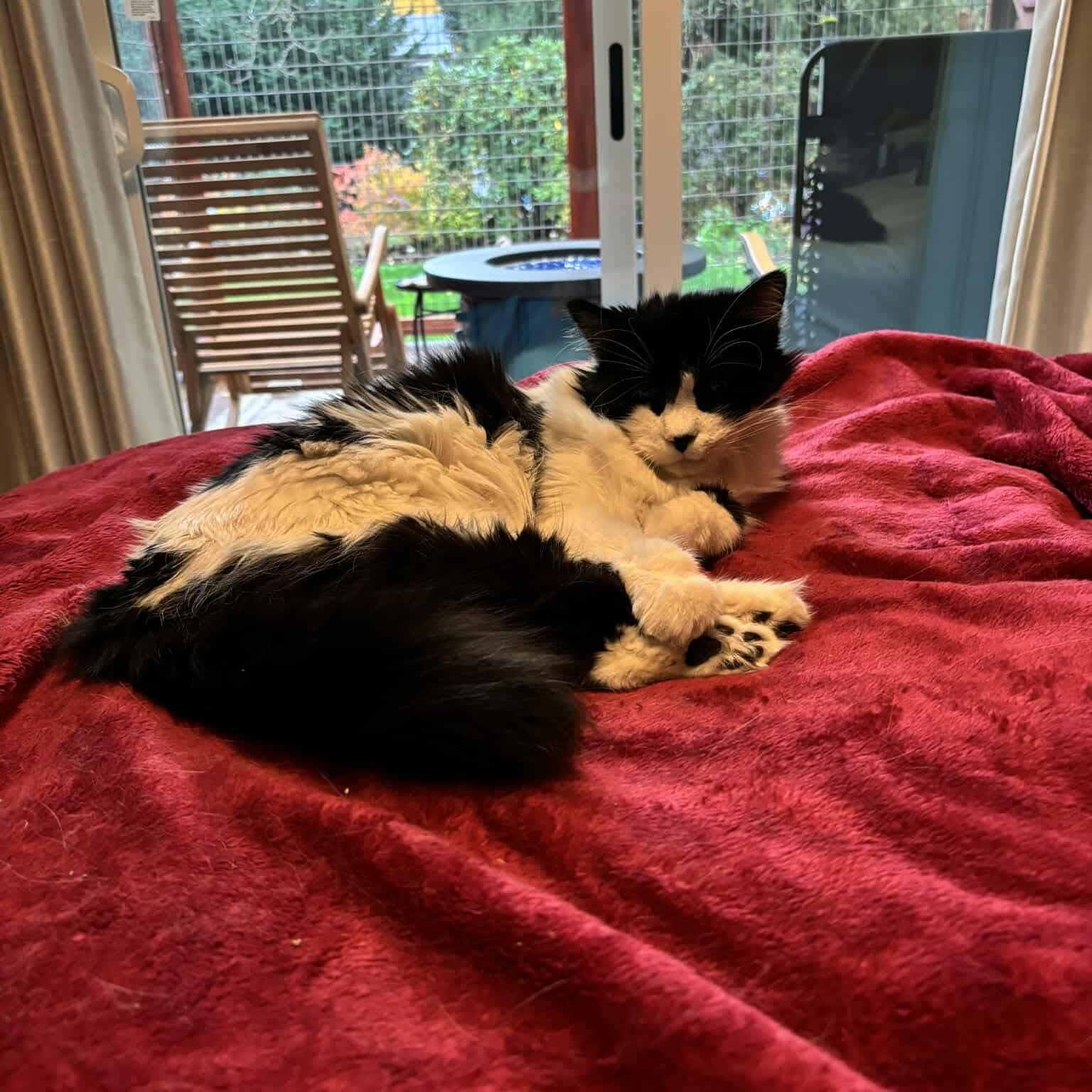 Penny - 20% off, a Adoptable mixed breed in Gladstone, OR image 2/3