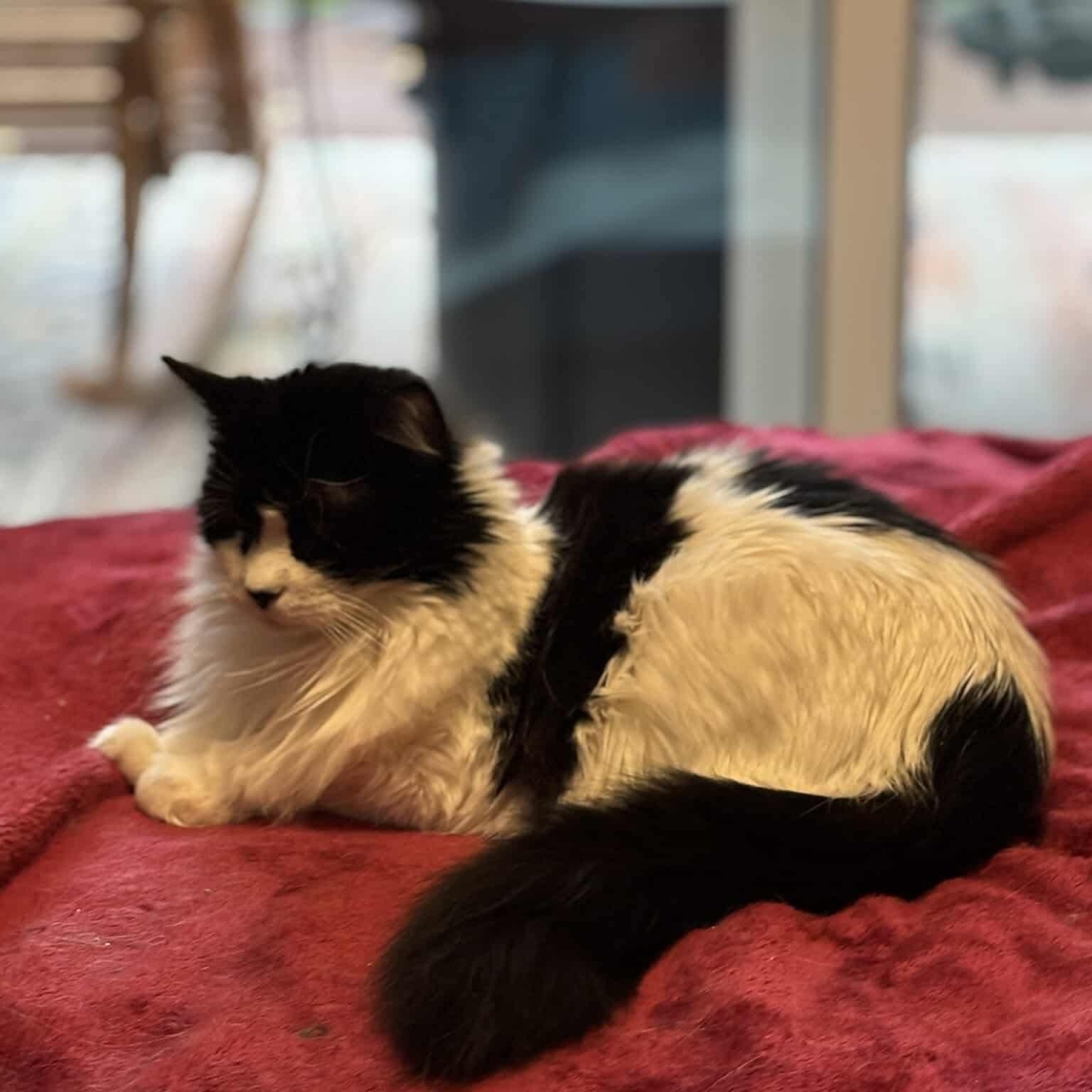 Penny - 20% off, a Adoptable mixed breed in Gladstone, OR image 3/3