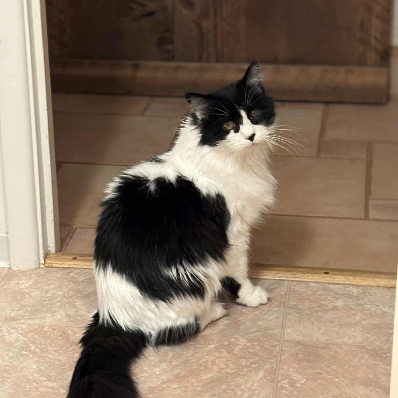 Penny - 20% off, Adoptable, Senior Female Domestic Long Hair & Tuxedo.