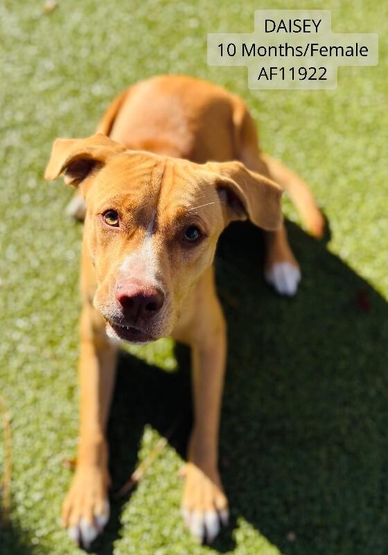 Daisey, Adoptable, Adult Female Pit Bull Terrier.