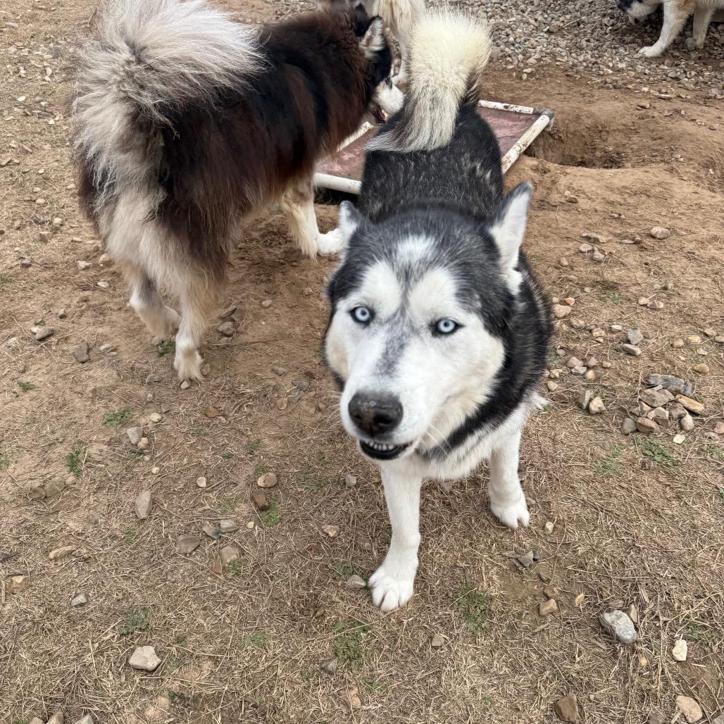 Goober, Adoptable, Senior Male Husky.