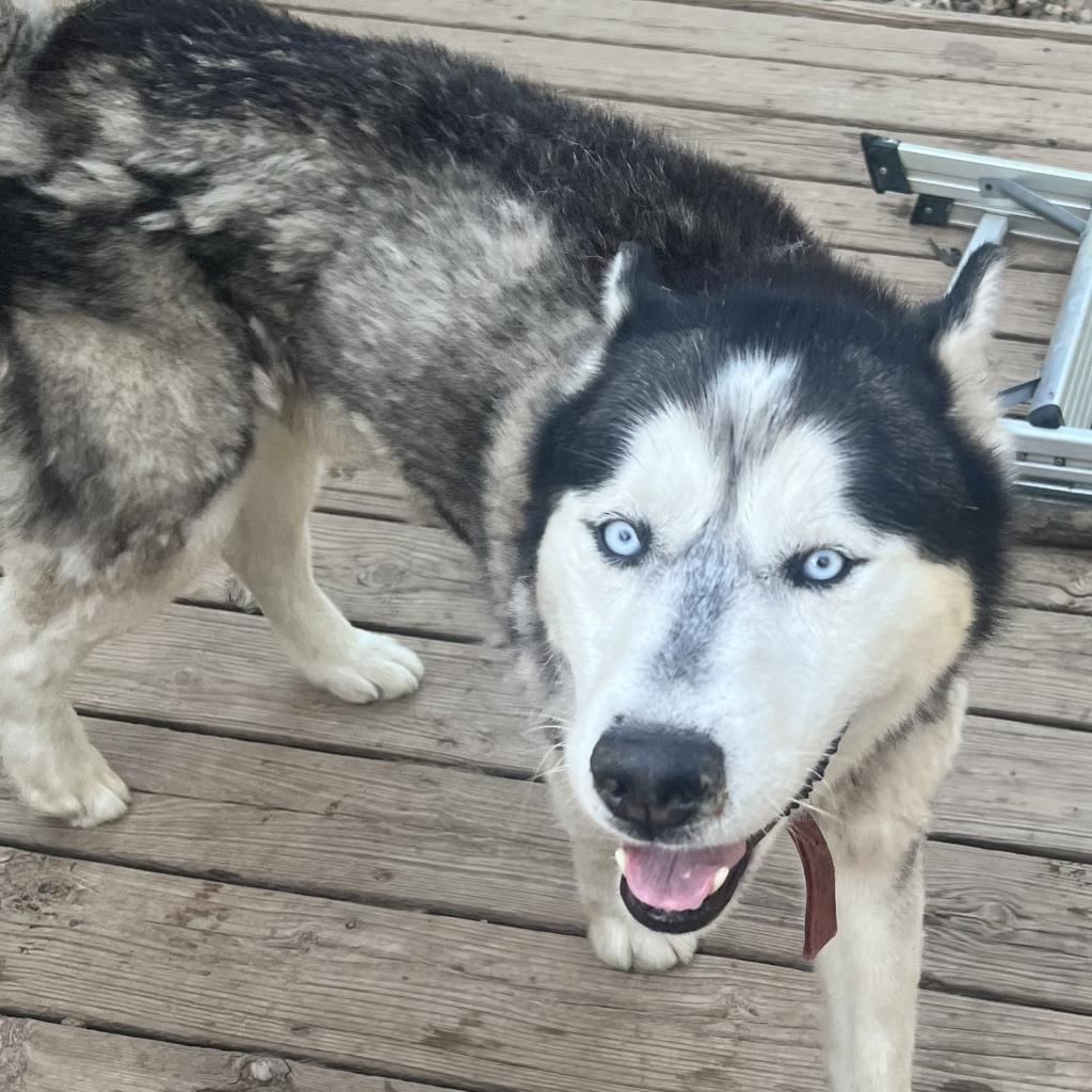 Goober, Adoptable, Senior Male Husky.