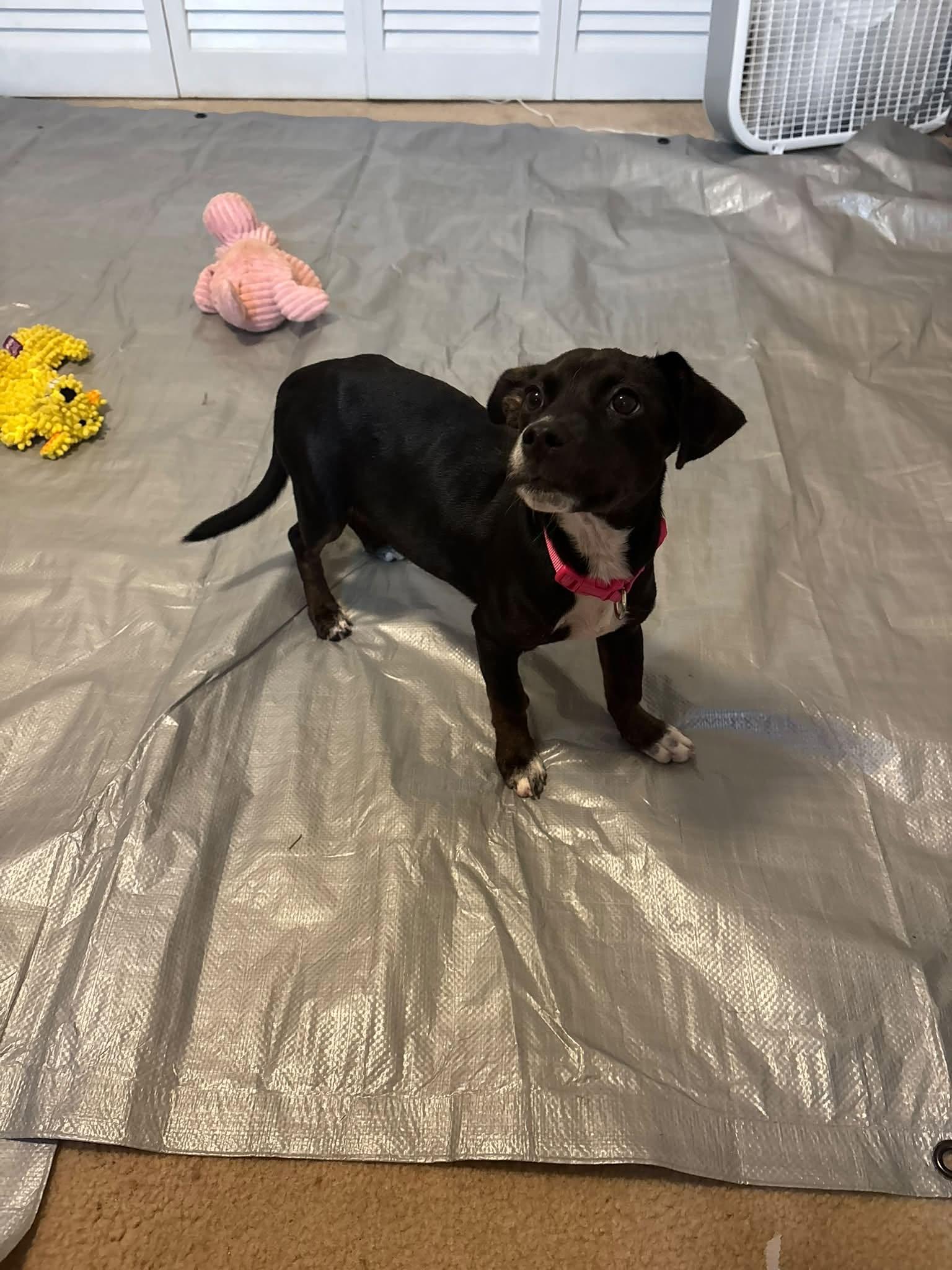 Enlarge Amy Amy, a ADOPTABLE mixed breed in Ayden, NC image 3/5