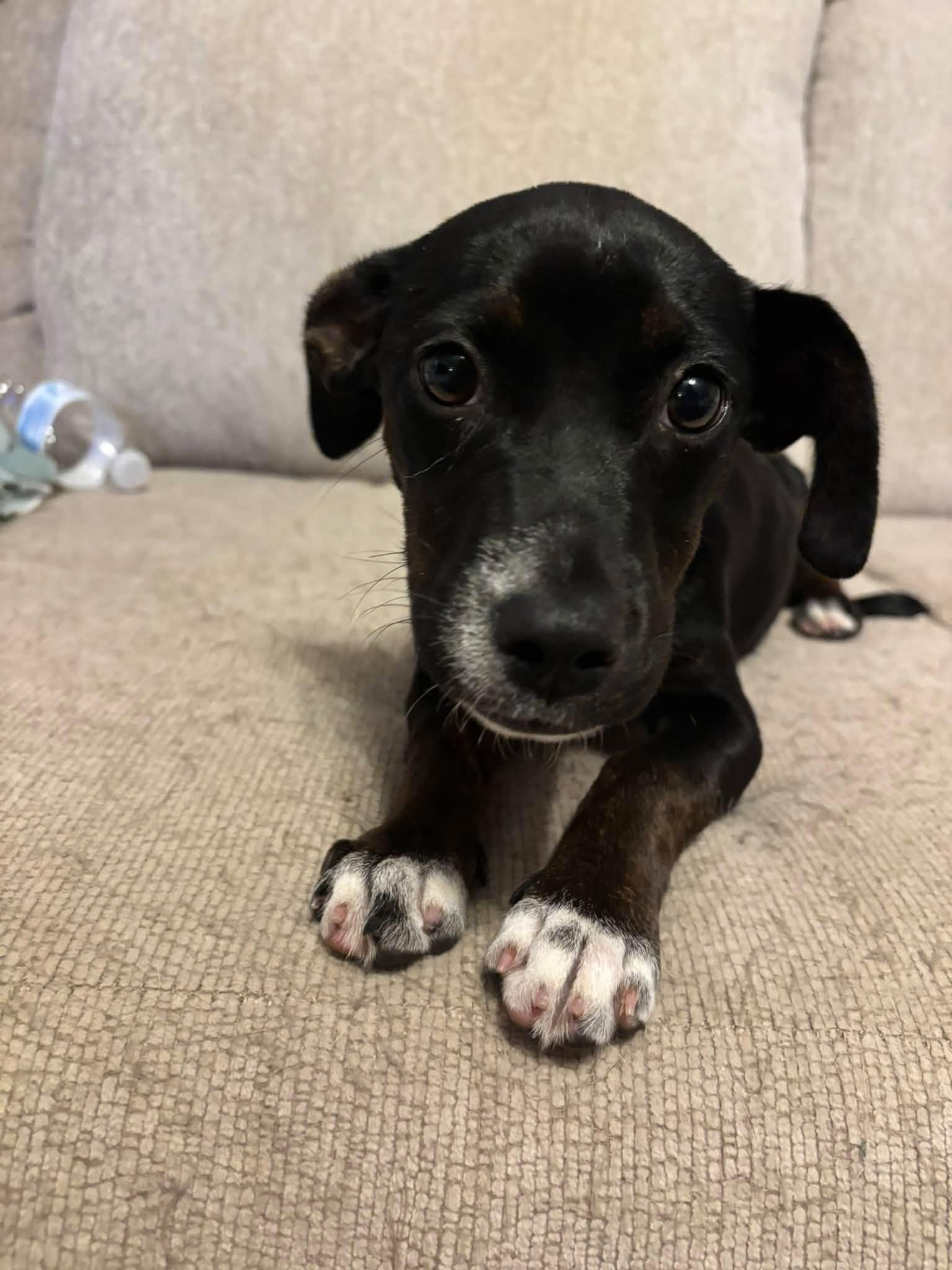 Amy Amy, ADOPTABLE, Puppy Female Terrier.