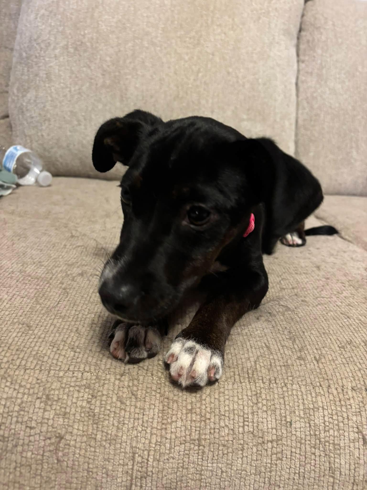 Enlarge Amy Amy, a ADOPTABLE mixed breed in Ayden, NC image 4/5
