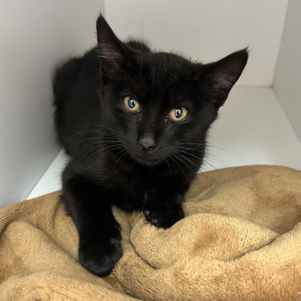 Bagheera