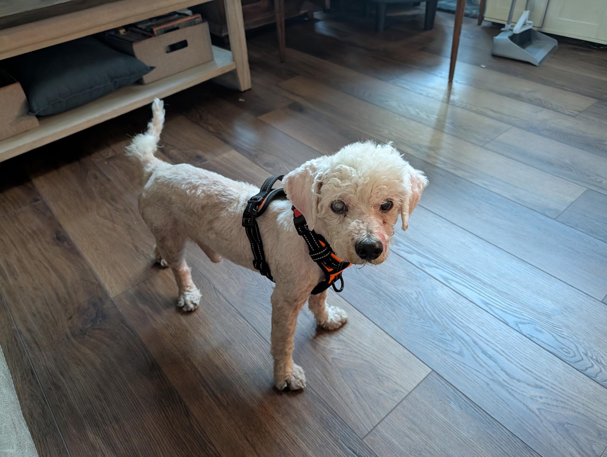 Enlarge Owen, a Adoptable Miniature Poodle in Laguna Beach, CA image 4/4