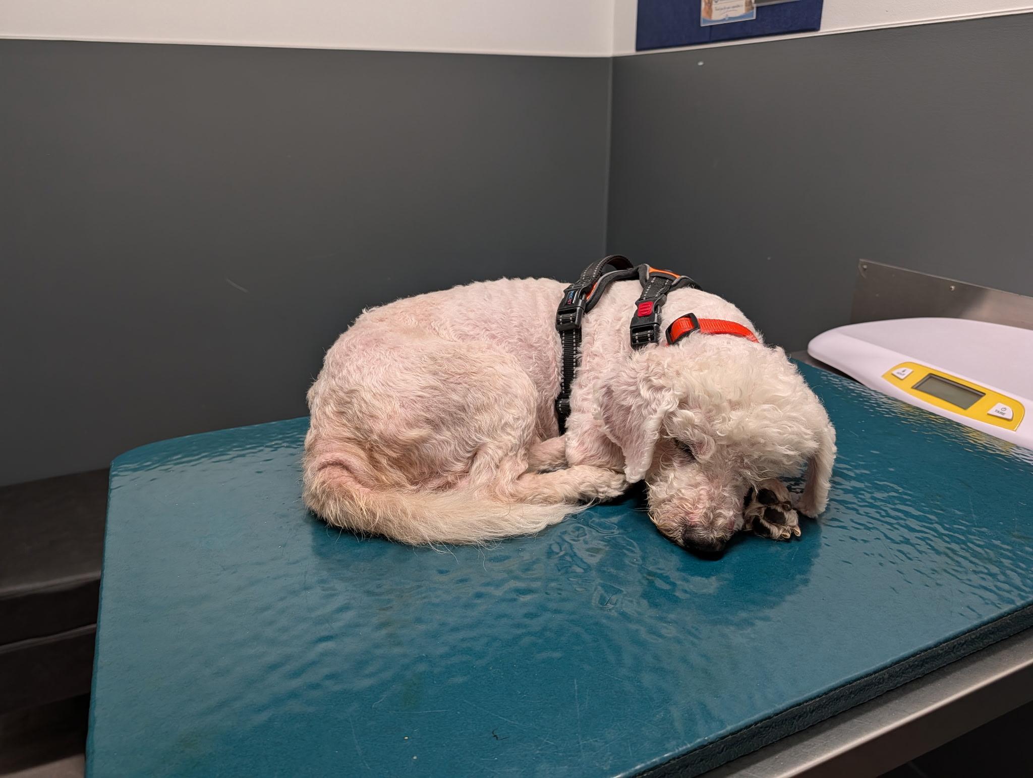 Enlarge Owen, a Adoptable Miniature Poodle in Laguna Beach, CA image 2/4
