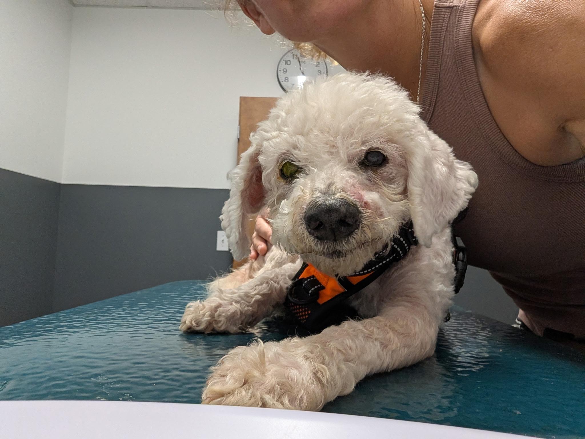 Owen, Adoptable, Senior Male Miniature Poodle.