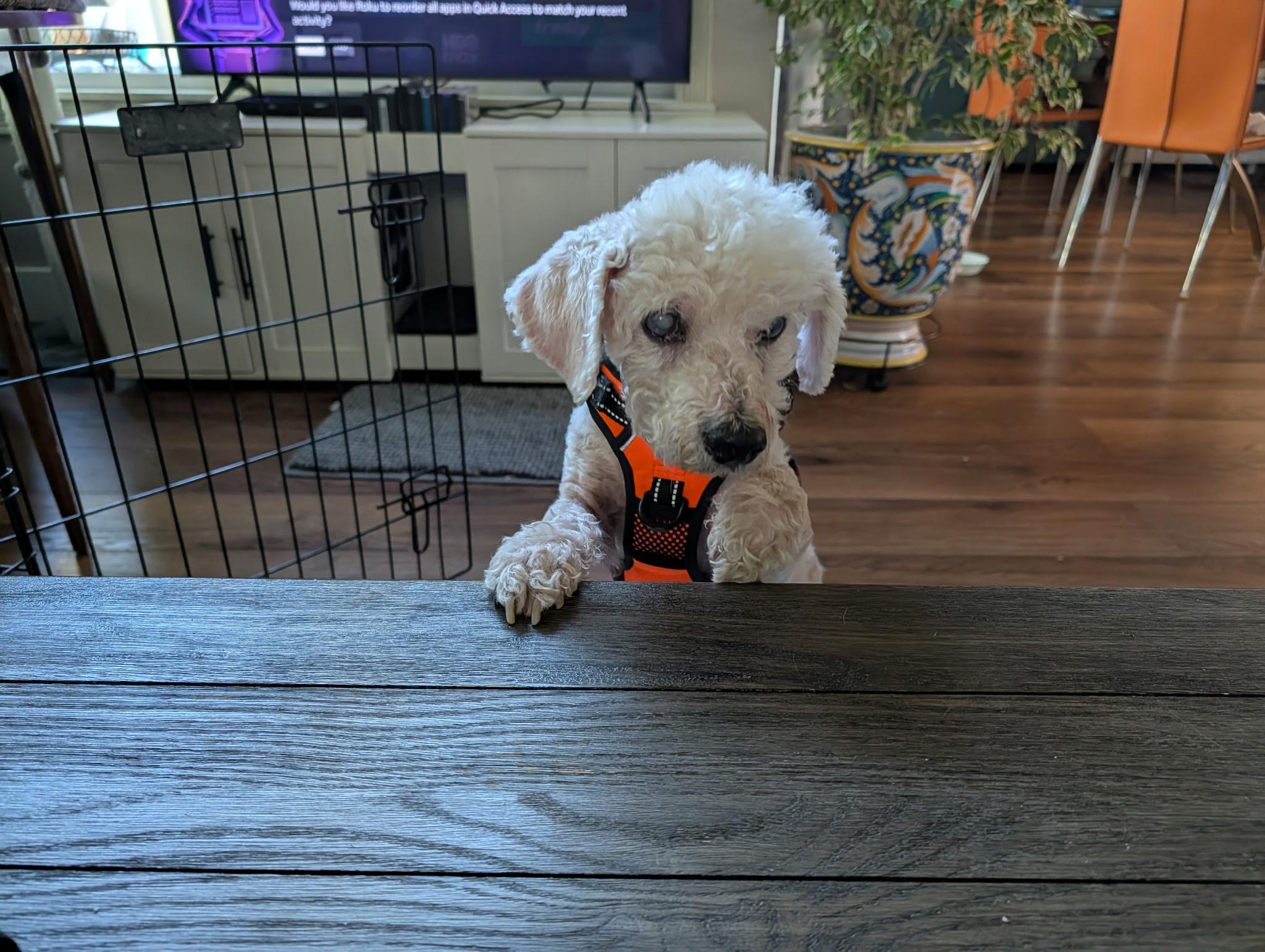 Enlarge Owen, a Adoptable Miniature Poodle in Laguna Beach, CA image 3/4