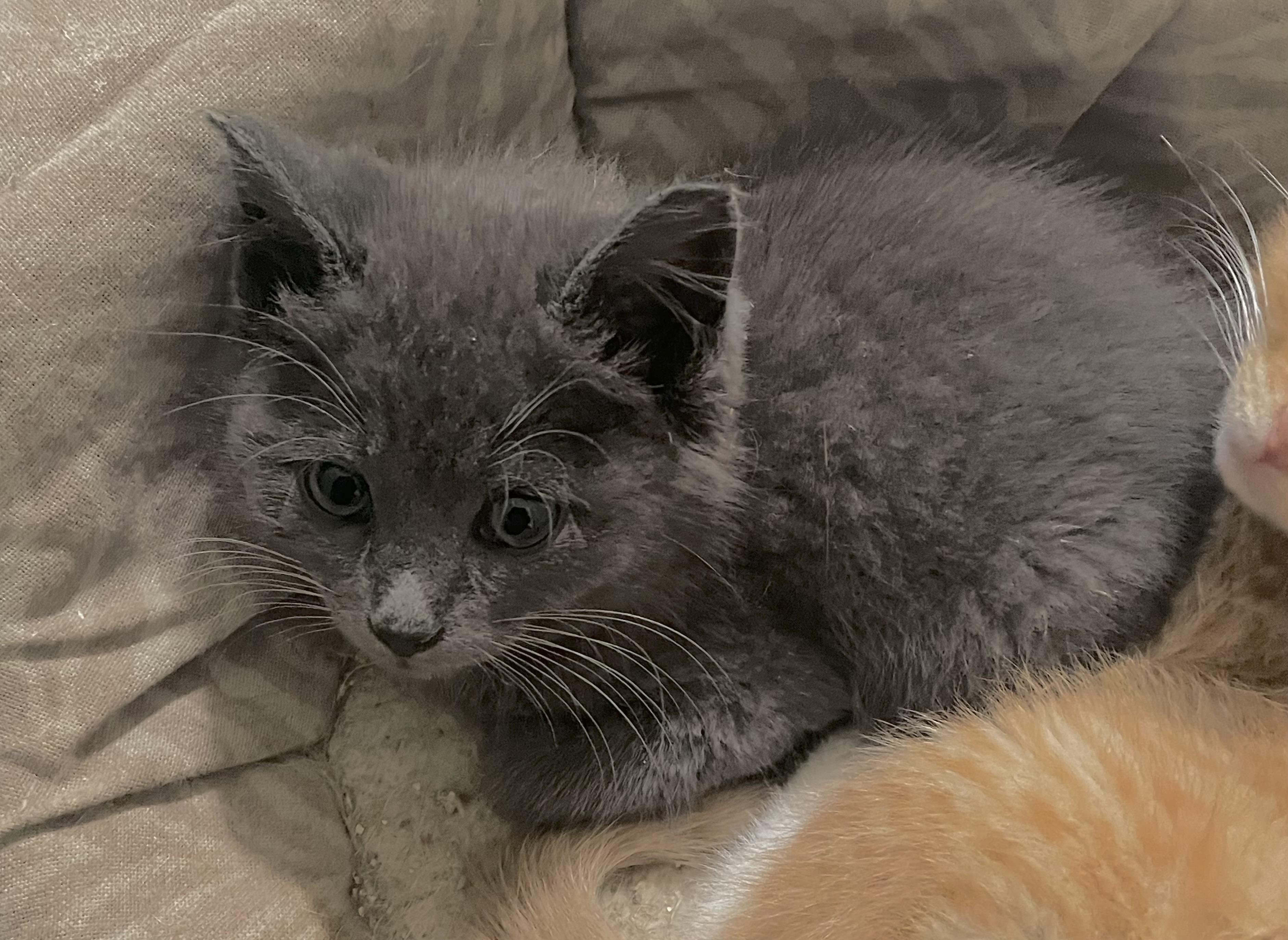 Greyson, ADOPTABLE, Kitten Male Domestic Short Hair.