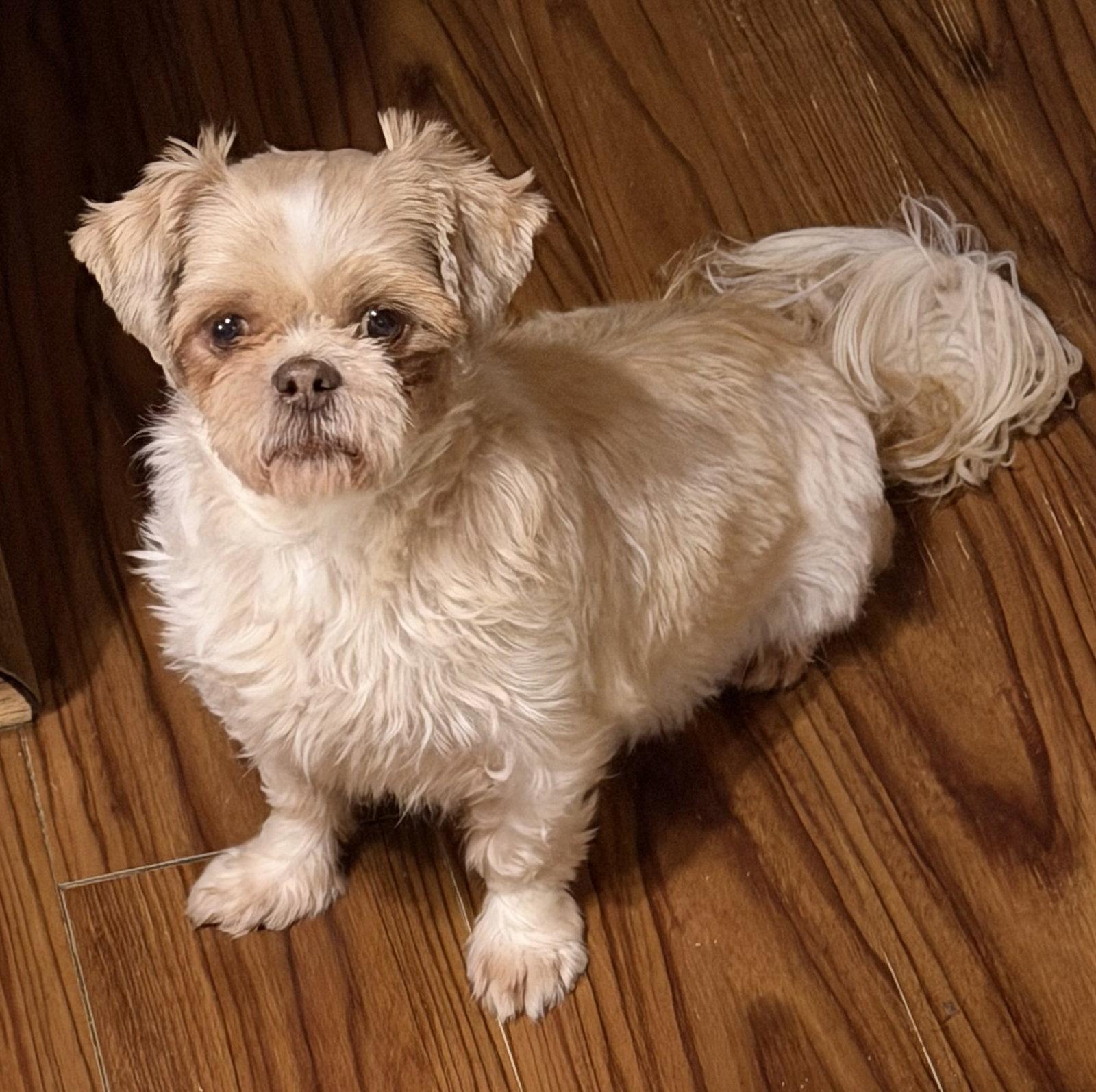 Loretta, Adoptable, Senior Female Shih Tzu.