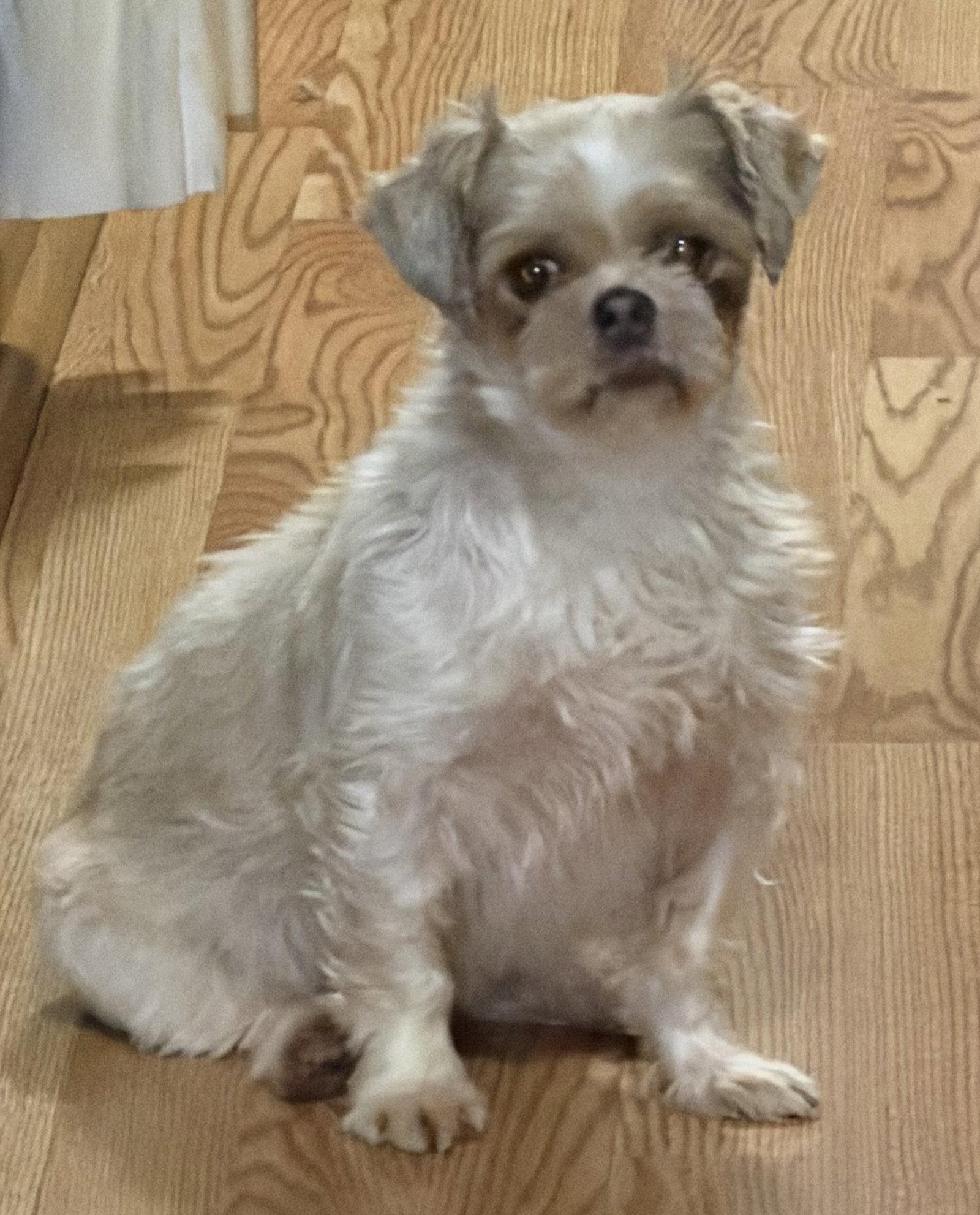 Loretta, a Adoptable Shih Tzu in Sioux Falls, SD image 2/2