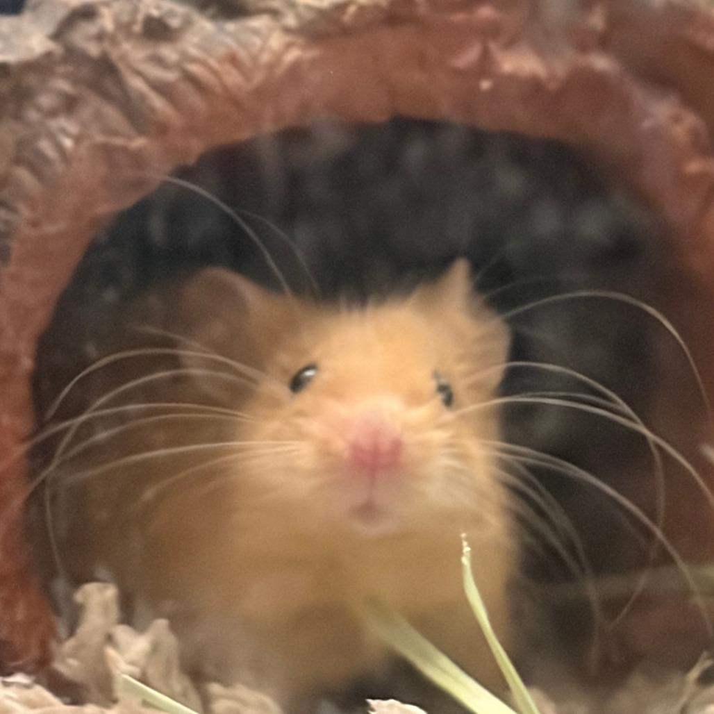 Ginger, Adoptable, Young Male Mouse.
