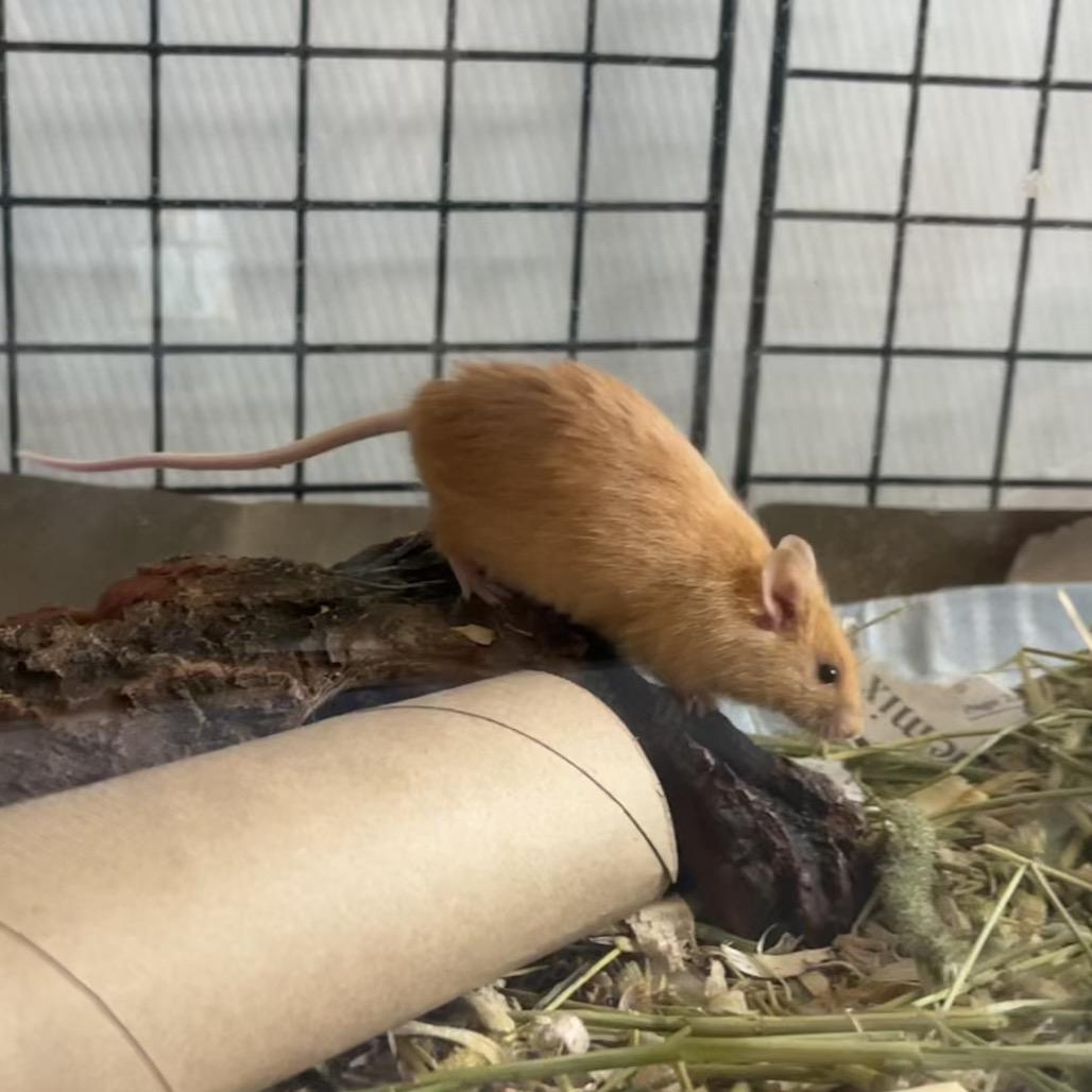 Enlarge Ginger, a Adoptable Mouse in Columbia, MO image 3/6