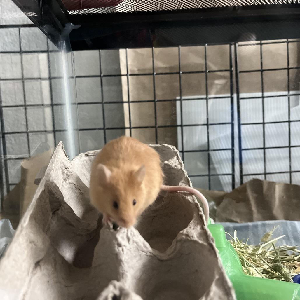 Enlarge Ginger, a Adoptable Mouse in Columbia, MO image 4/6
