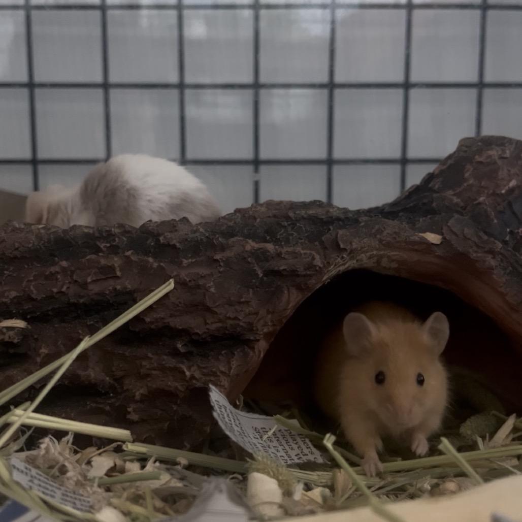 Enlarge Ginger, a Adoptable Mouse in Columbia, MO image 5/6