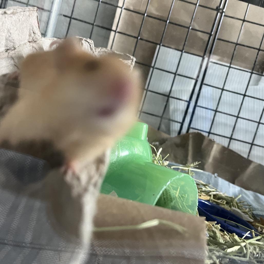 Enlarge Ginger, a Adoptable Mouse in Columbia, MO image 6/6