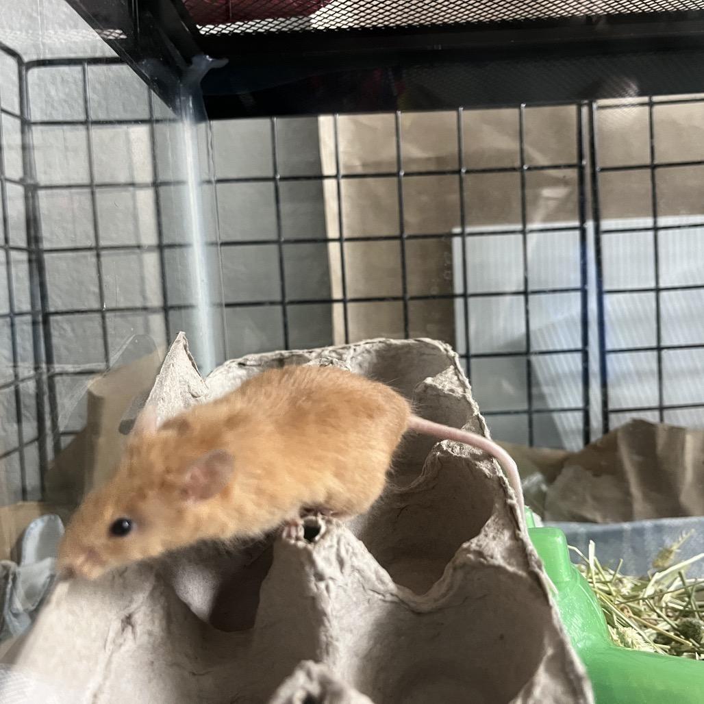 Enlarge Ginger, a Adoptable Mouse in Columbia, MO image 5/6