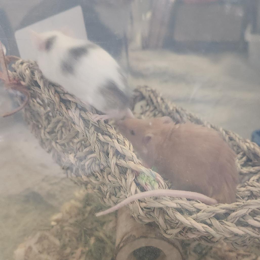 Enlarge Ginger, a Adoptable Mouse in Columbia, MO image 6/6