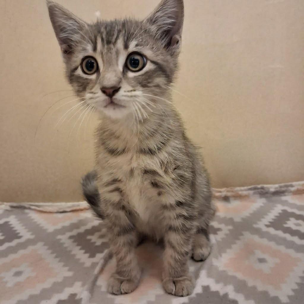 Mazda, Adoptable, Kitten Male Domestic Short Hair.