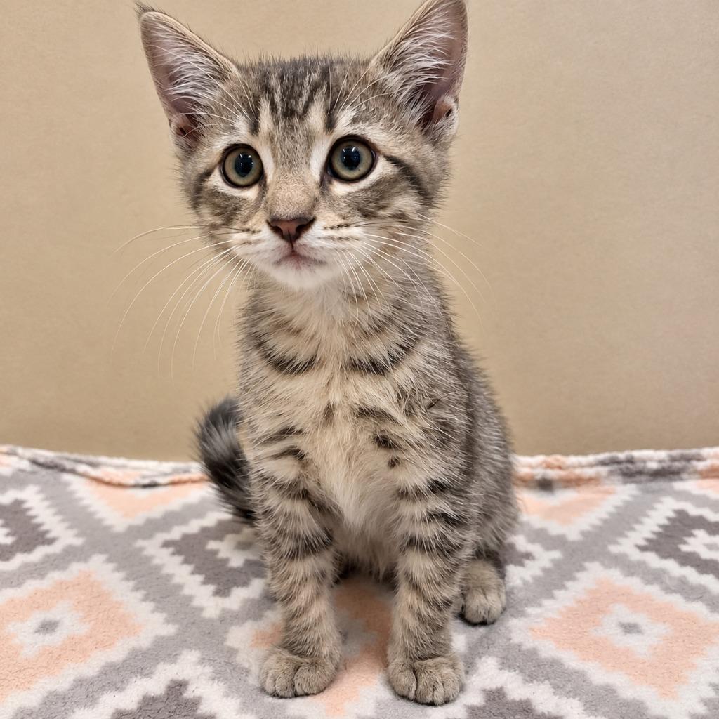 Enlarge Mazda, a Adoptable mixed breed in Gautier, MS image 2/2