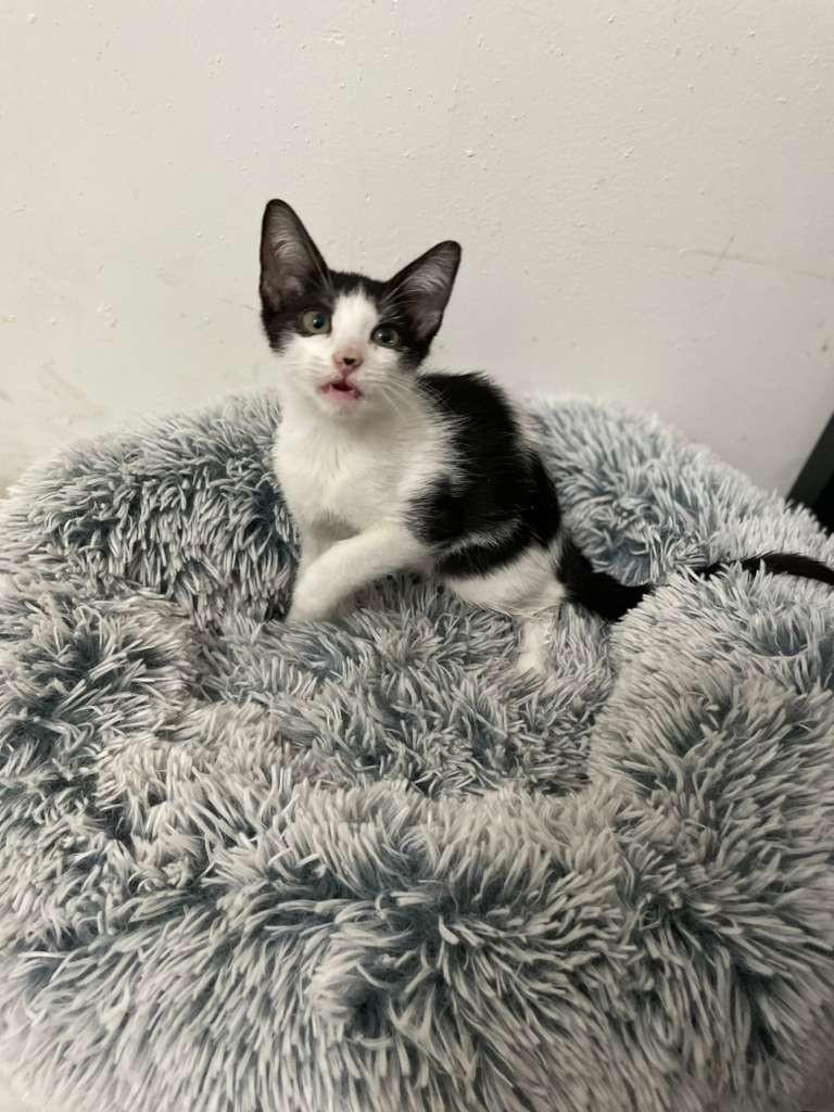 CRUELLO, Adopted, Young Male Domestic Short Hair.