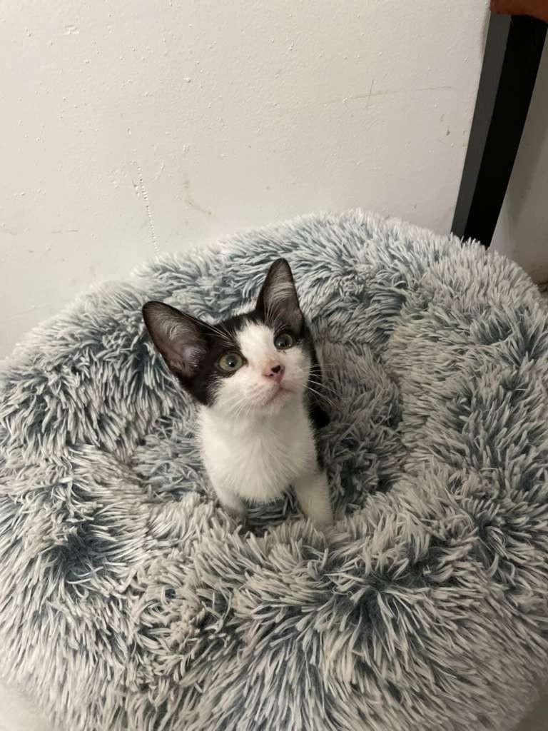 Enlarge CRUELLO, a Adopted Domestic Short Hair in Miami, FL image 2/4