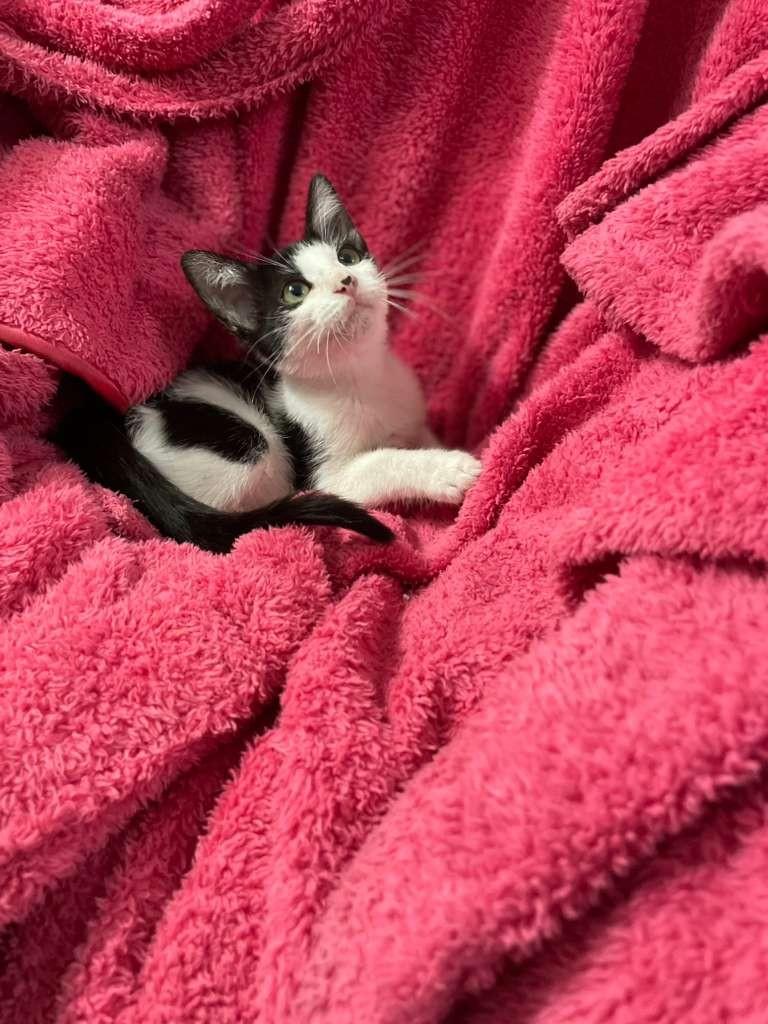 Enlarge CRUELLO, a Adopted Domestic Short Hair in Miami, FL image 3/4