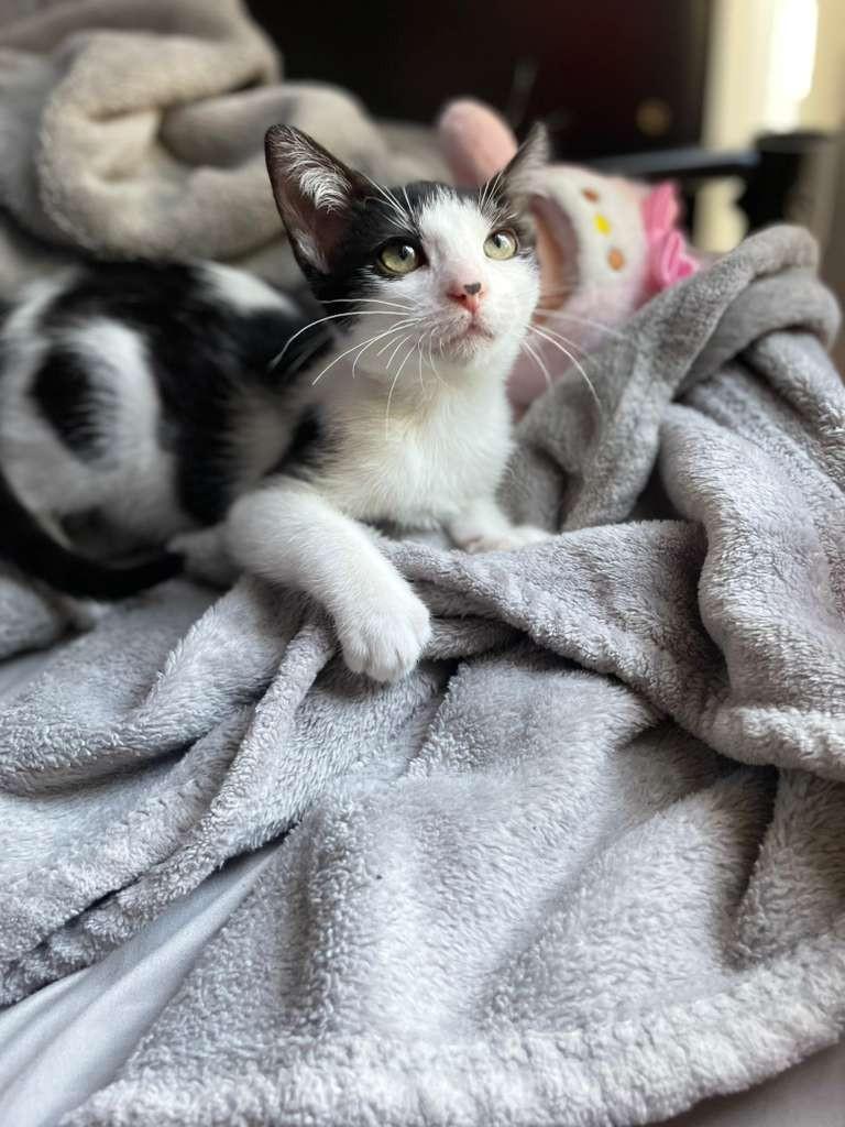 Enlarge CRUELLO, a Adopted Domestic Short Hair in Miami, FL image 4/4