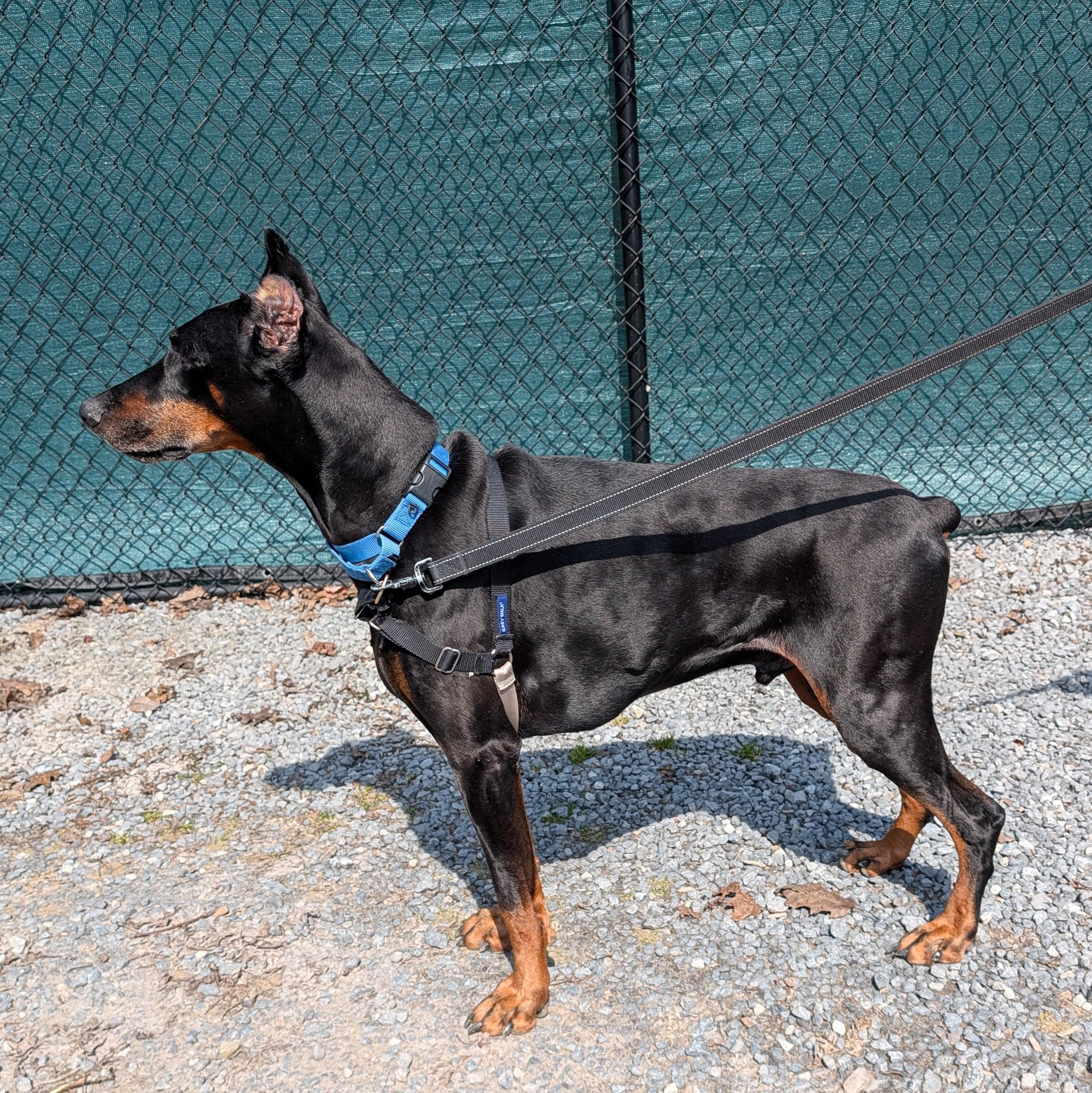 Enlarge Hero, a ADOPTABLE Doberman Pinscher in Accident, MD image 3/4