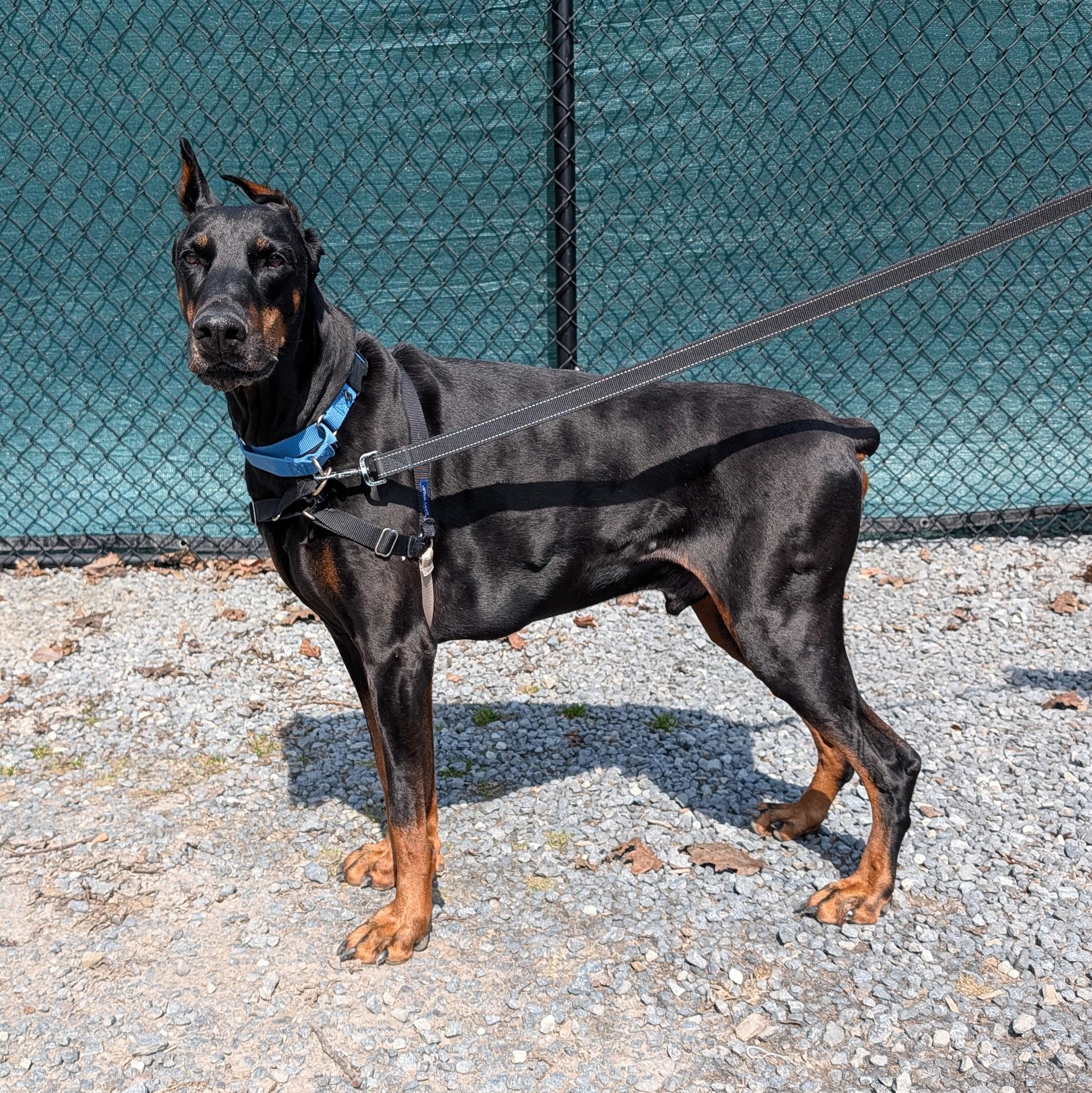 Hero, ADOPTABLE, Senior Male Doberman Pinscher.