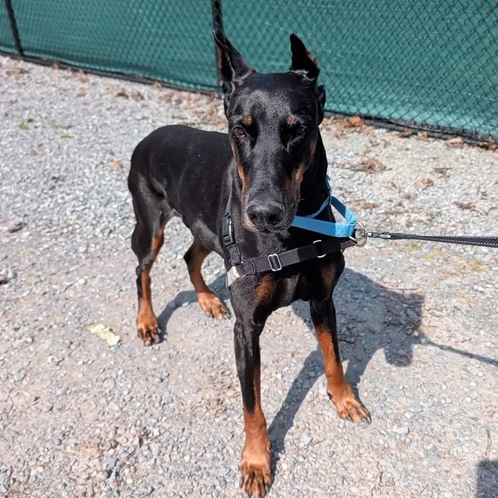 Enlarge Hero, a ADOPTABLE Doberman Pinscher in Accident, MD image 2/4