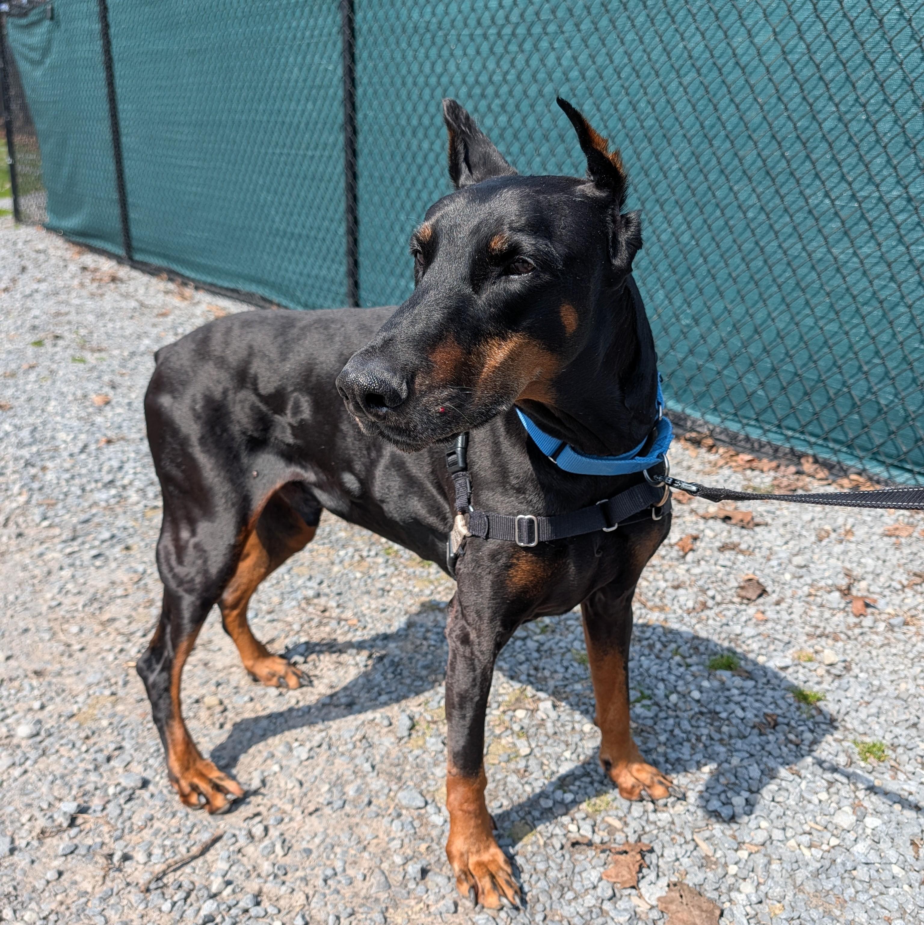 Enlarge Hero, a ADOPTABLE Doberman Pinscher in Accident, MD image 4/4