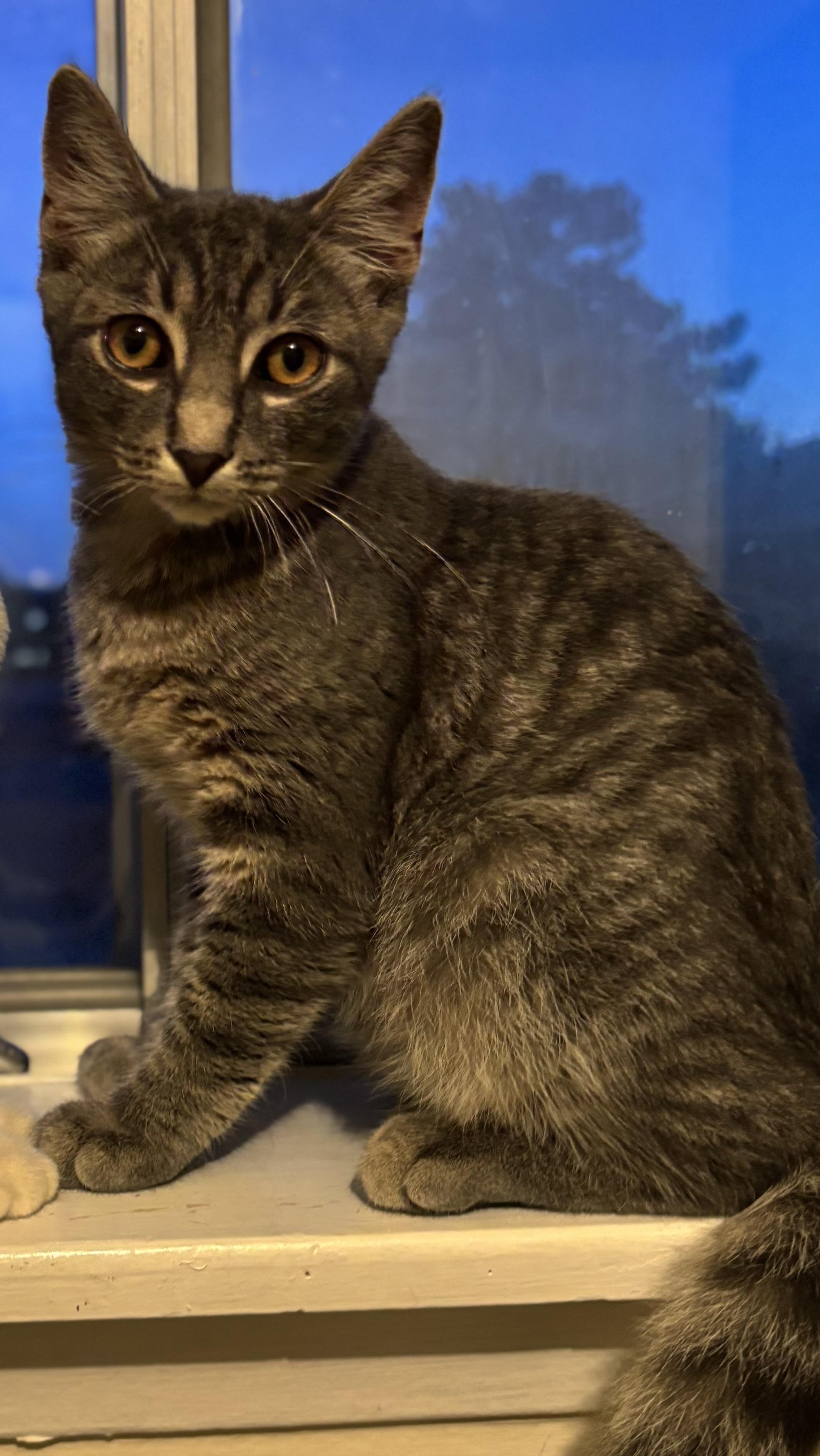Ash, a Adoptable Domestic Short Hair in Pickering, ON image 5/5