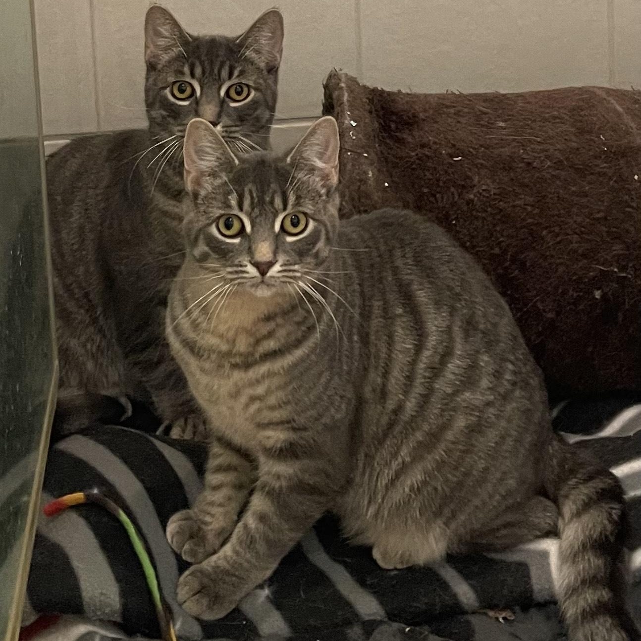 Enlarge Ash, a Adoptable Domestic Short Hair in Scarborough, ON image 2/6