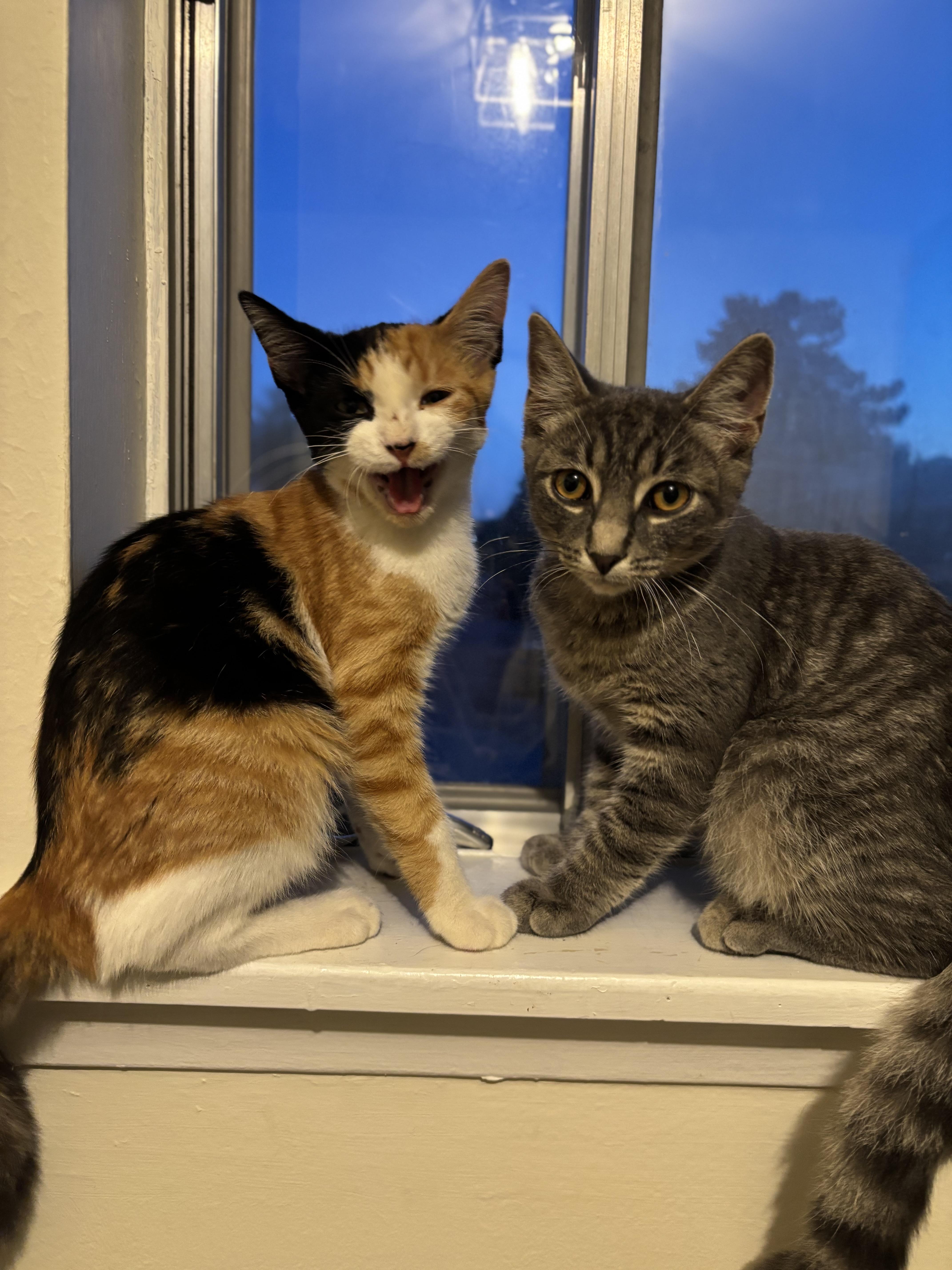 Ash, a Adoptable Domestic Short Hair in Pickering, ON image 4/5