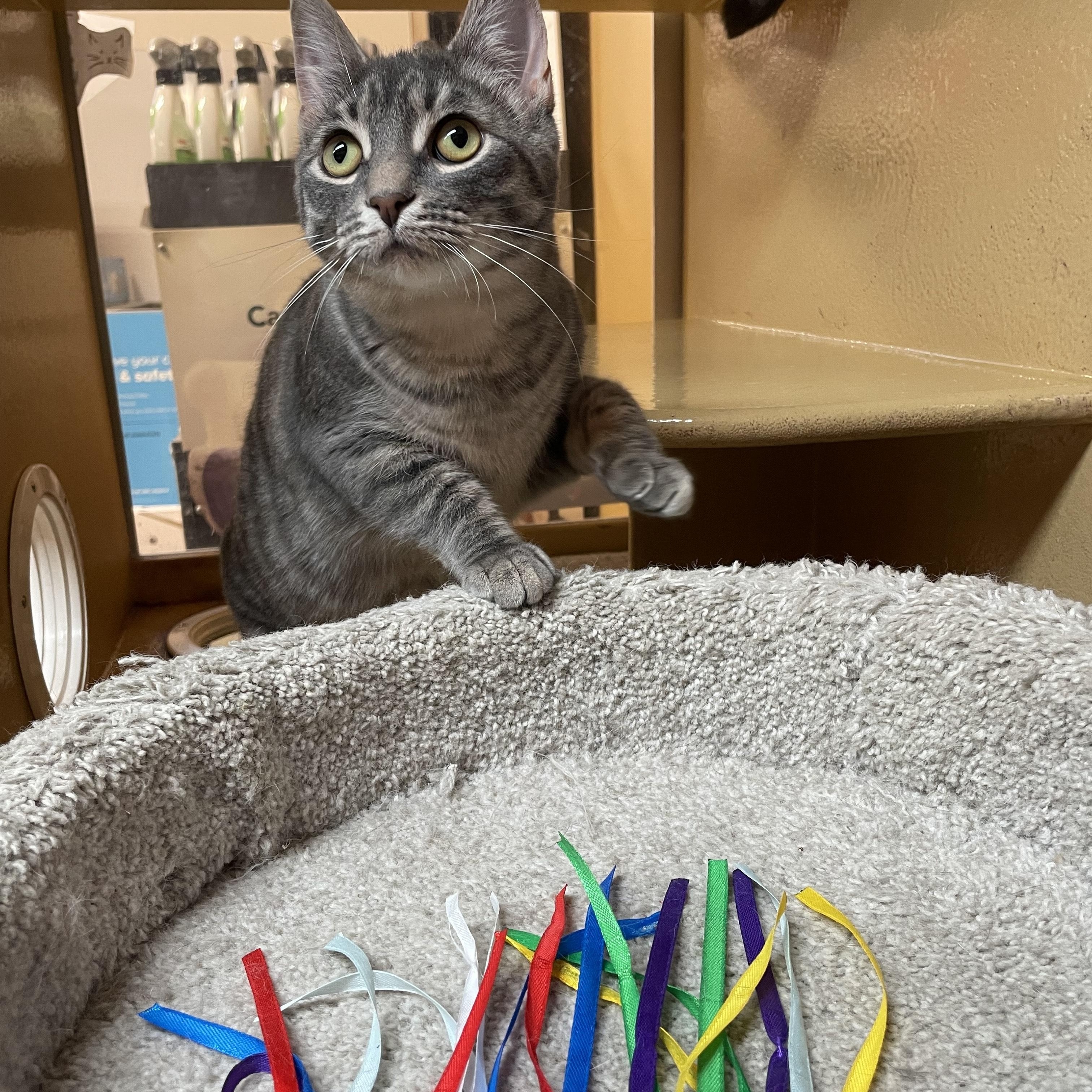 Enlarge Ash, a Adoptable Domestic Short Hair in Scarborough, ON image 5/6