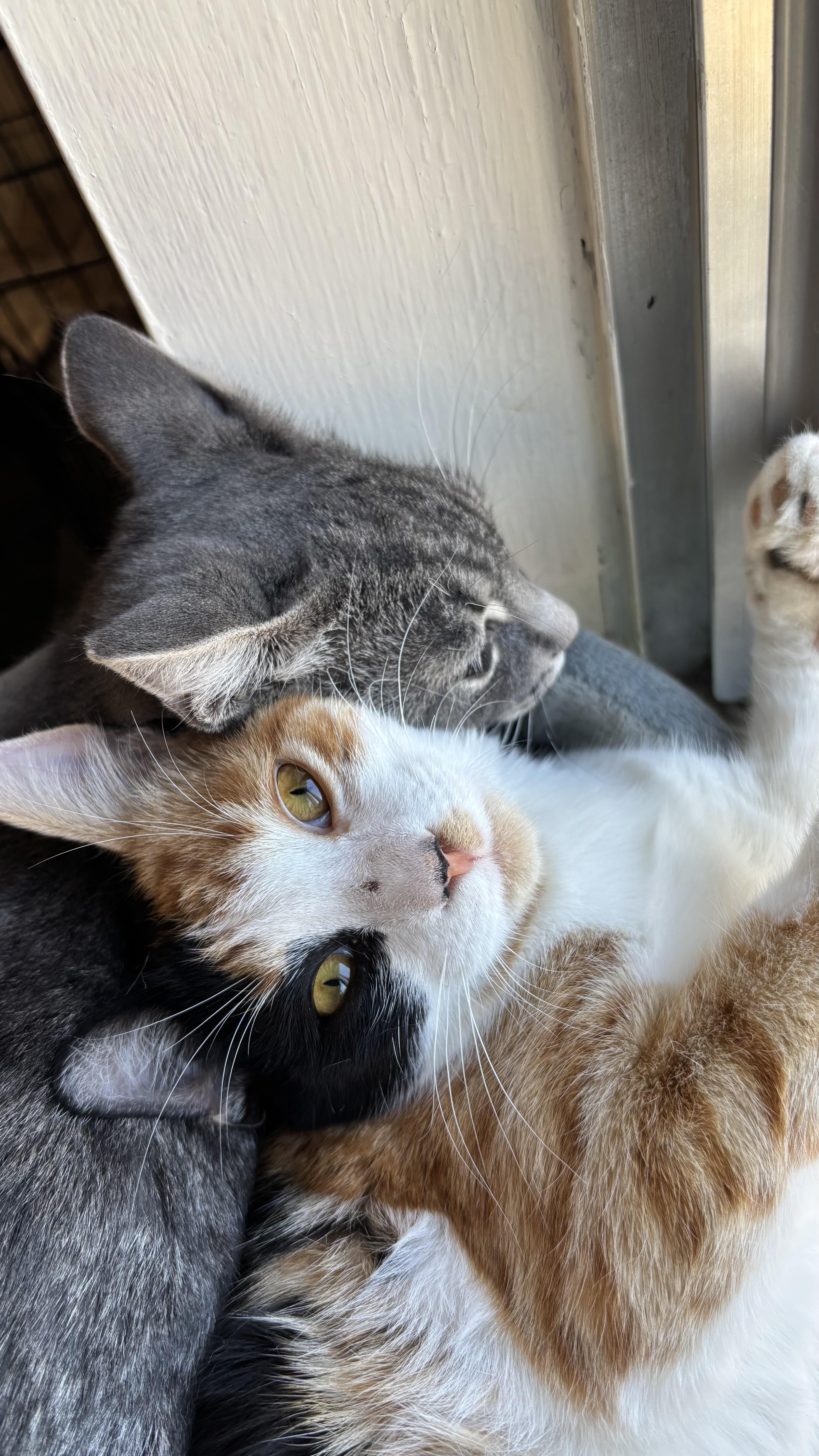 Ash, a Adoptable Domestic Short Hair in Pickering, ON image 3/5