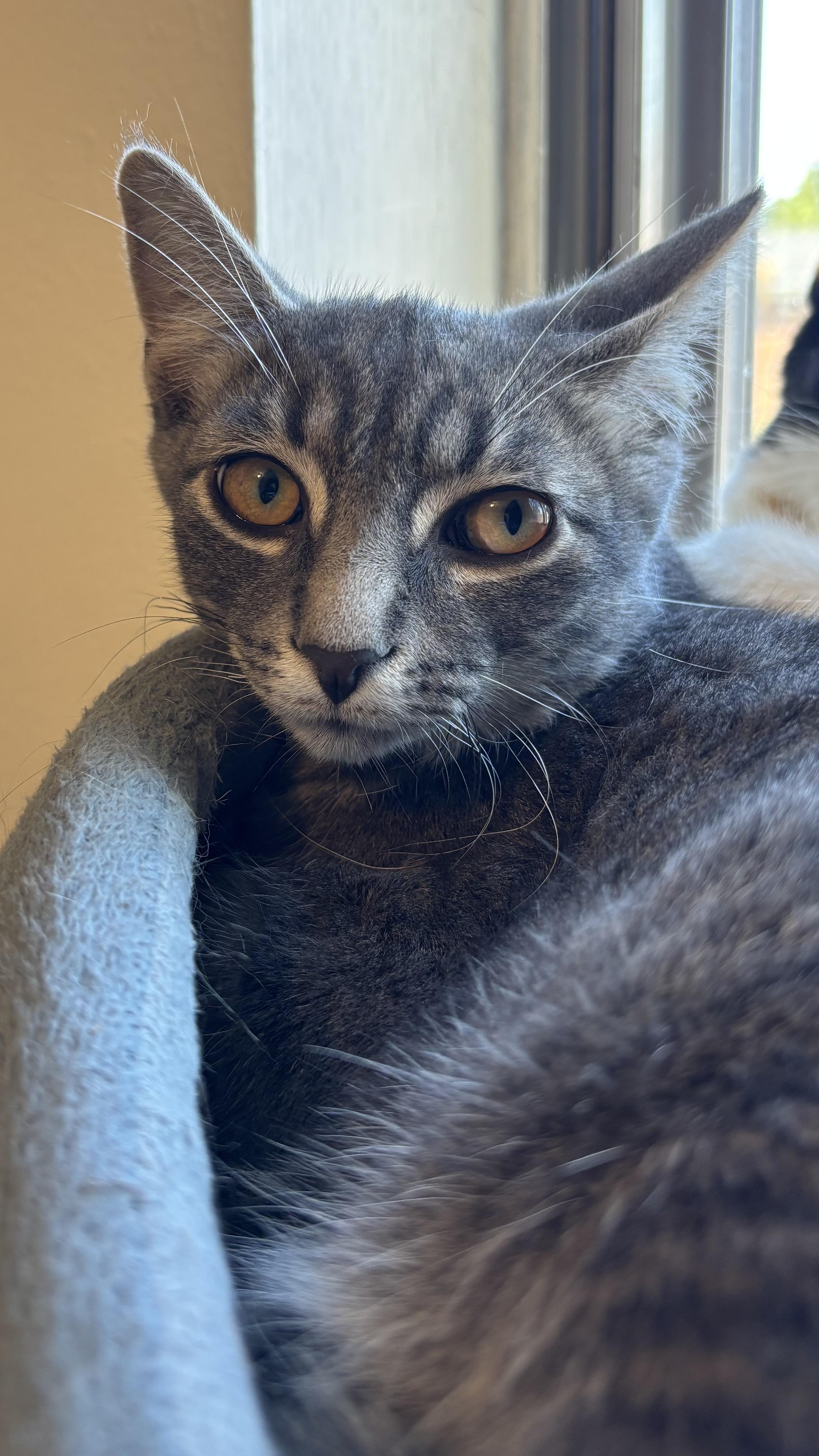 Ash, a Adoptable Domestic Short Hair in Pickering, ON image 2/5