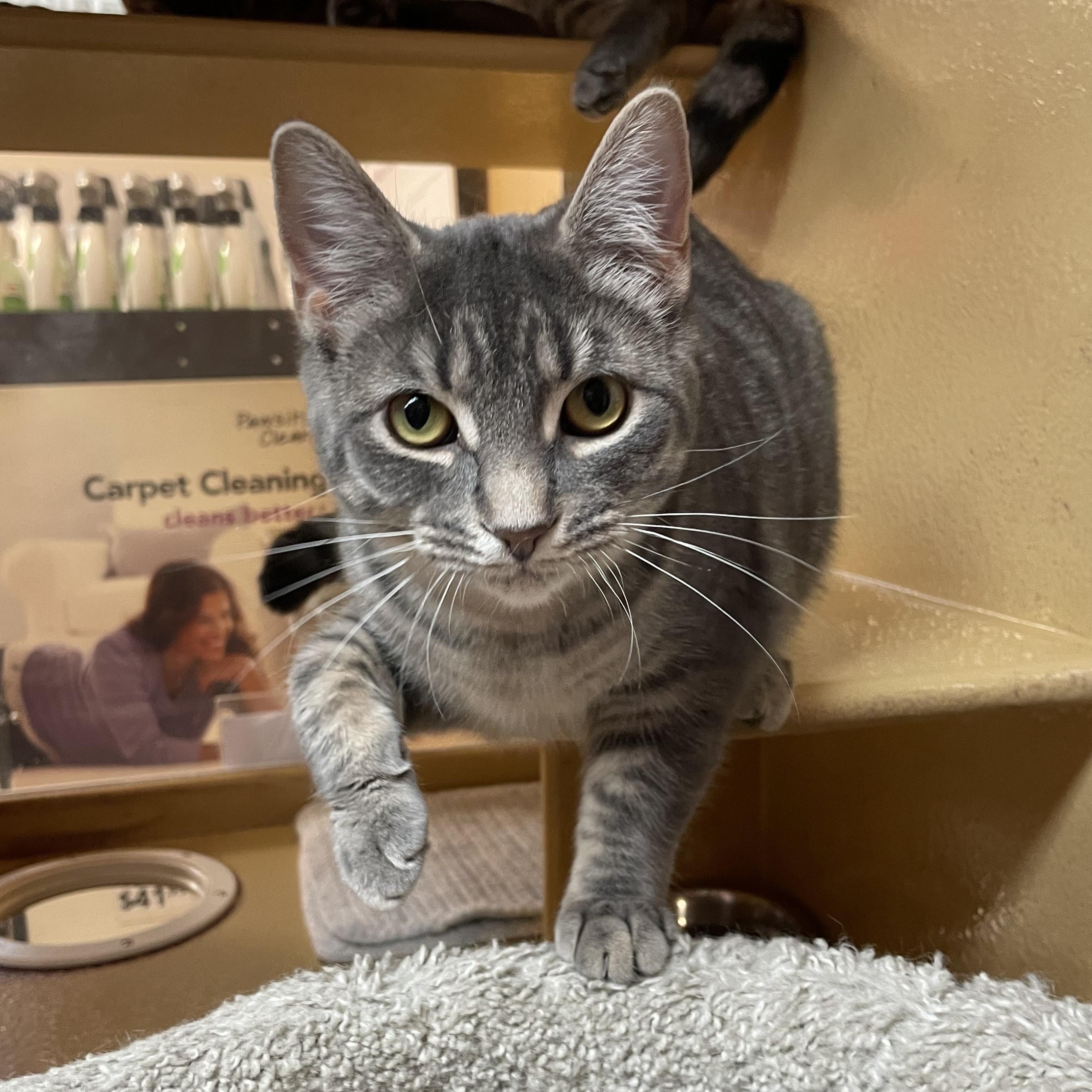 Ash, Adoptable, Young Male Domestic Short Hair.