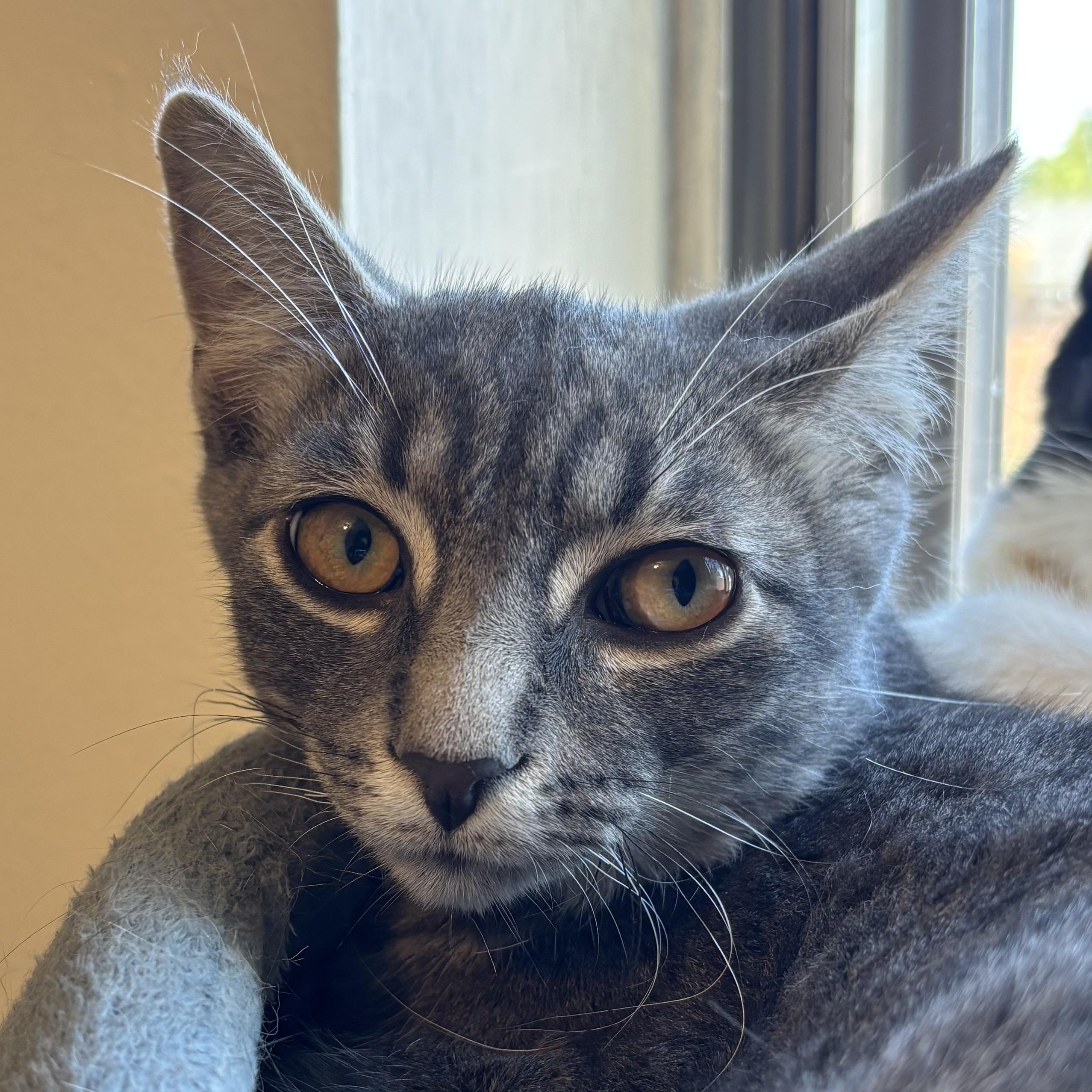 Ash, a Adoptable Domestic Short Hair in Pickering, ON image 1/5