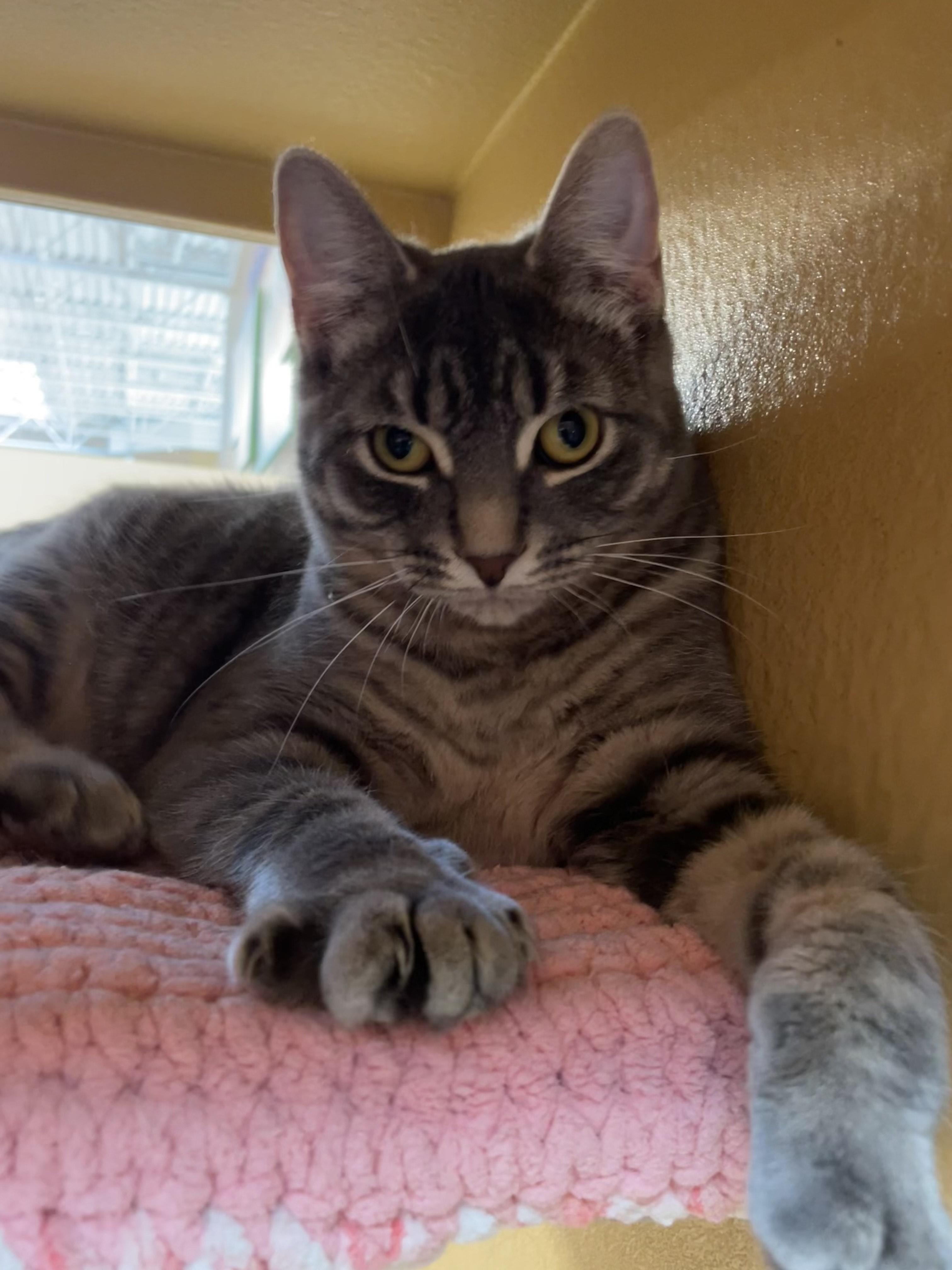 Enlarge Ash, a Adoptable Domestic Short Hair in Scarborough, ON image 6/6