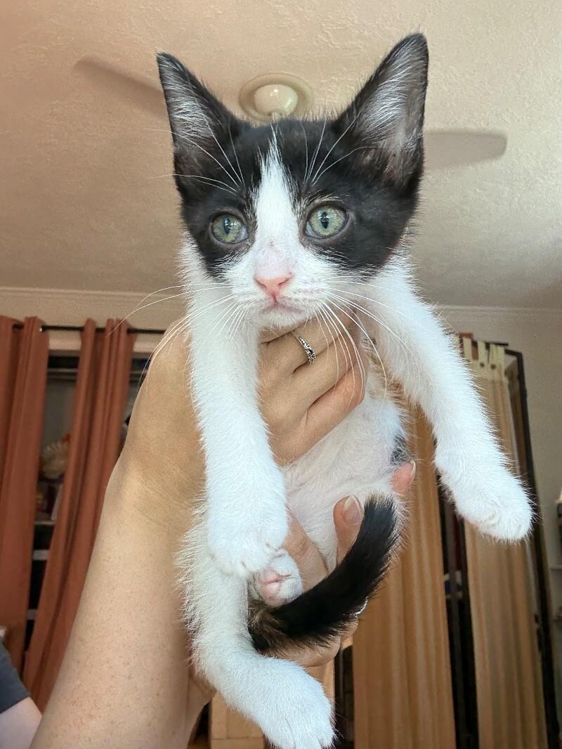 Taffy Marisol 4