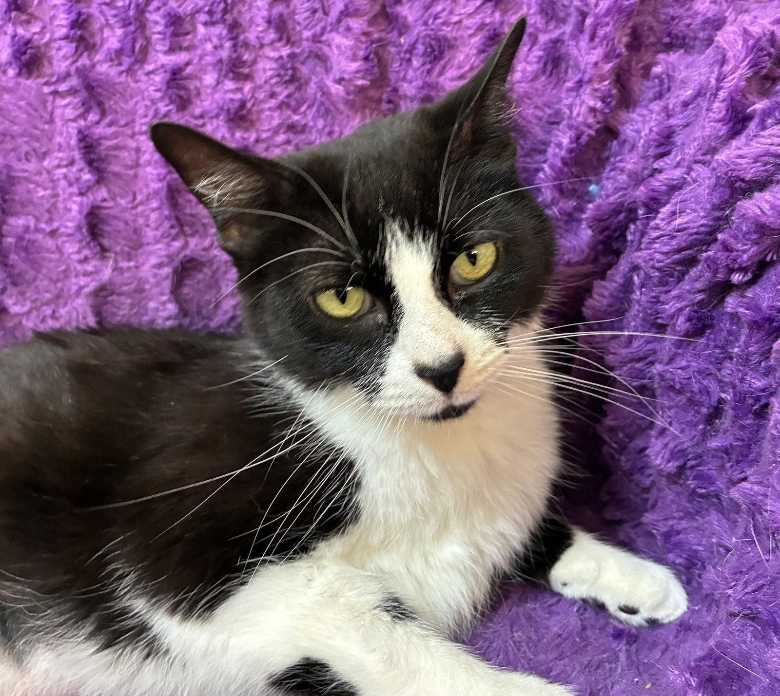 Libi, Adopted, Adult Female Domestic Short Hair.