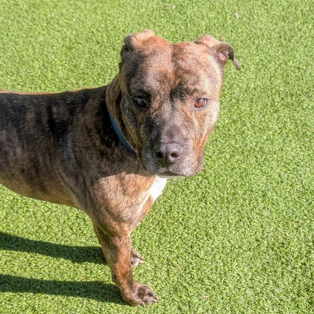 Enlarge Saint, a Adoptable mixed breed in Gainesville, GA image 2/6