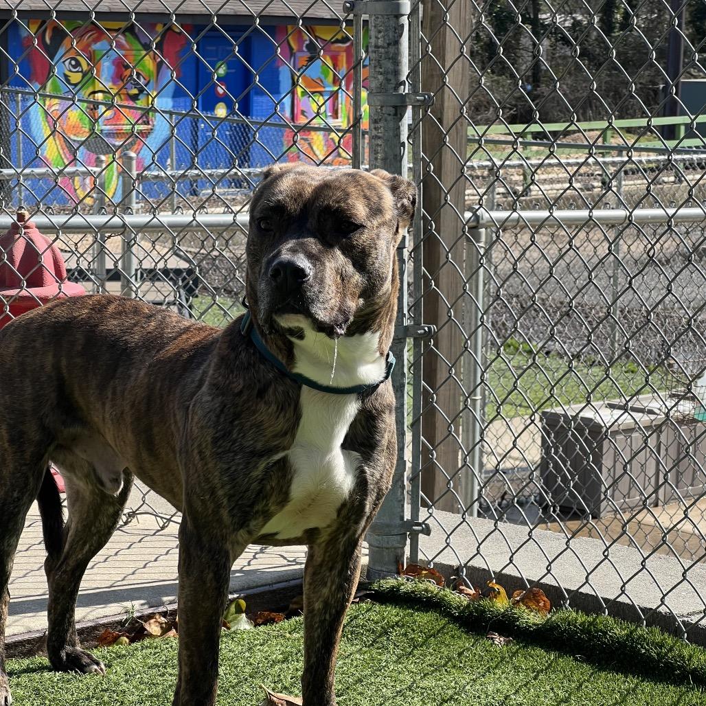 Enlarge Saint, a Adoptable mixed breed in Gainesville, GA image 3/6