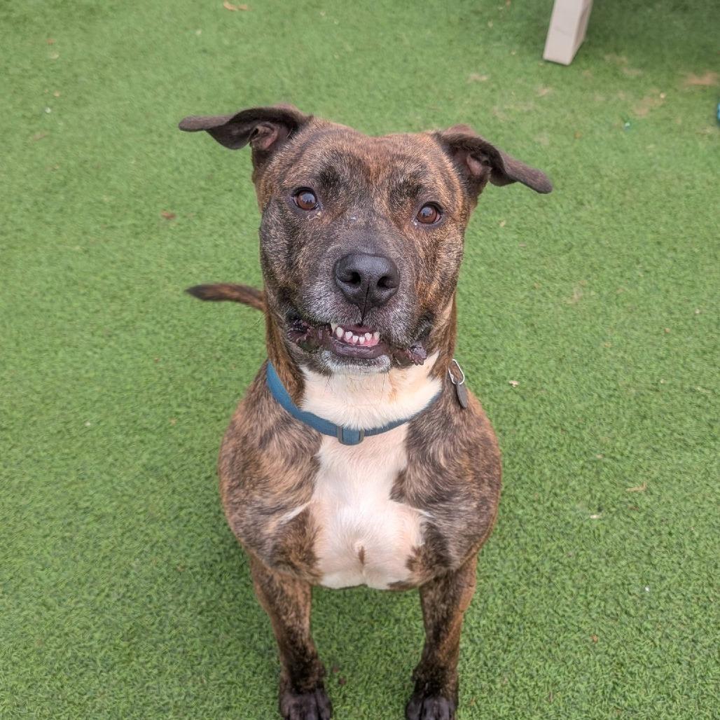 Enlarge Saint, a Adoptable mixed breed in Gainesville, GA image 6/6