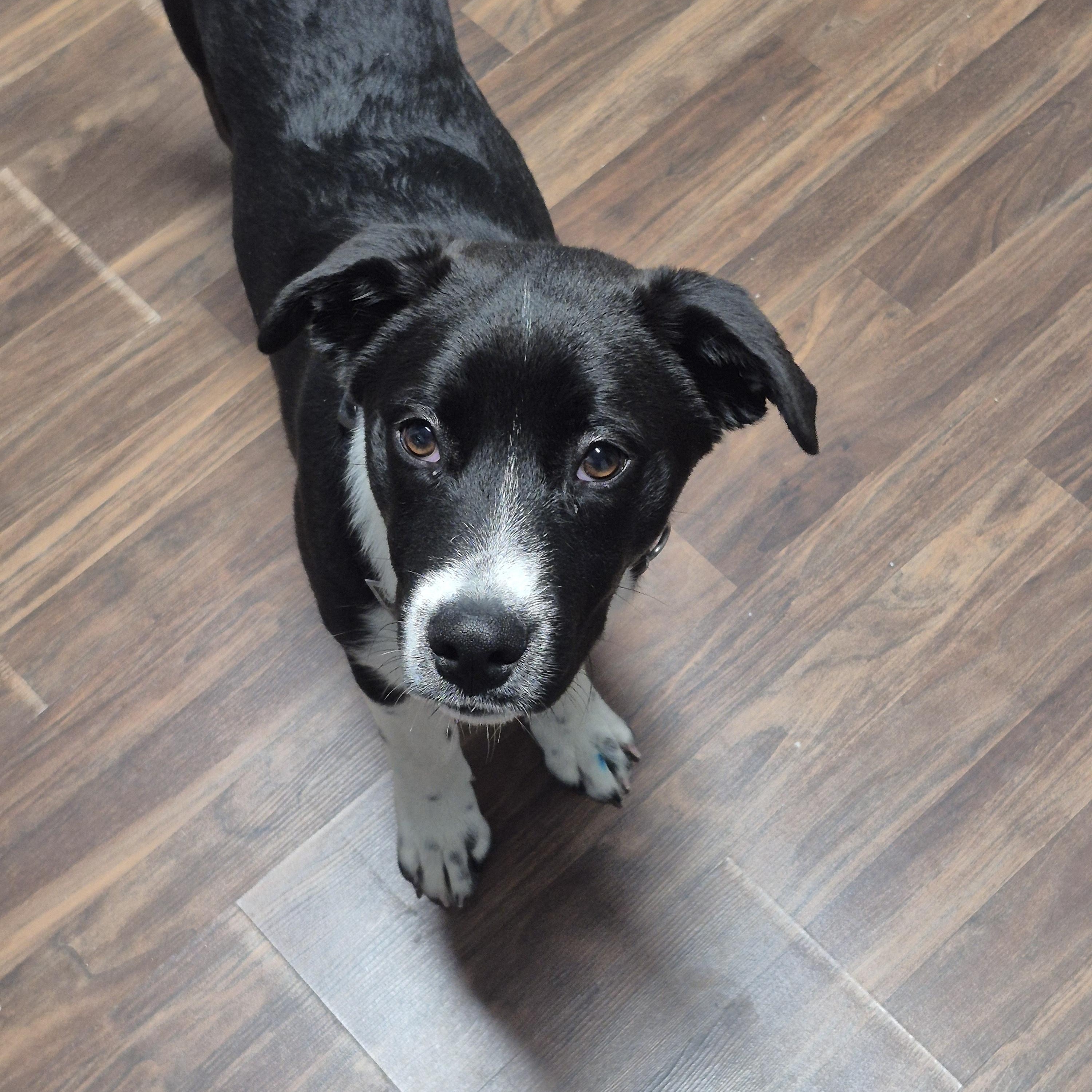 Dessie — thumbnail 2